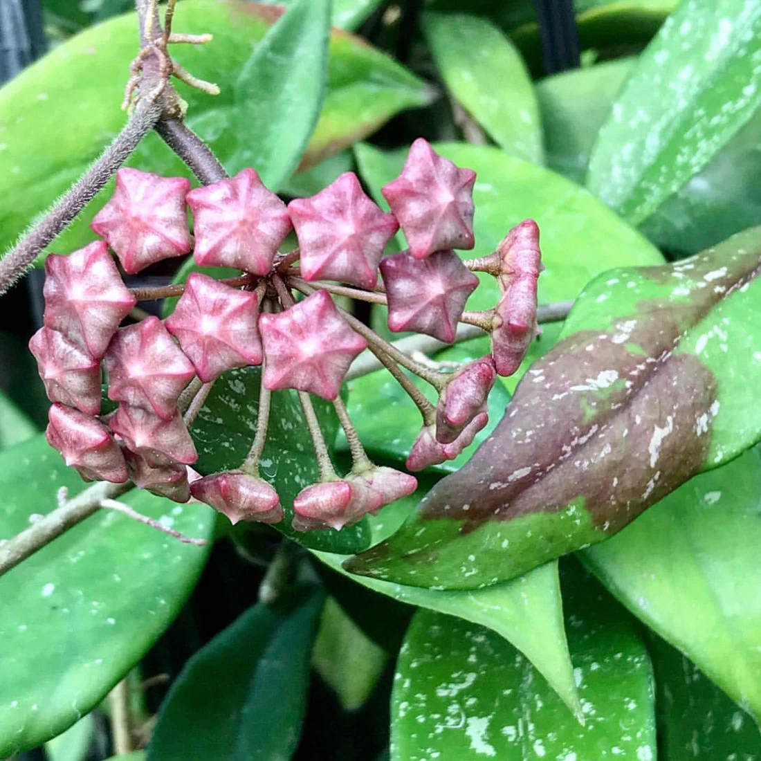 Hoya pubicalyx ‘Red Buttons’ IML 0268 H323 - Image 12