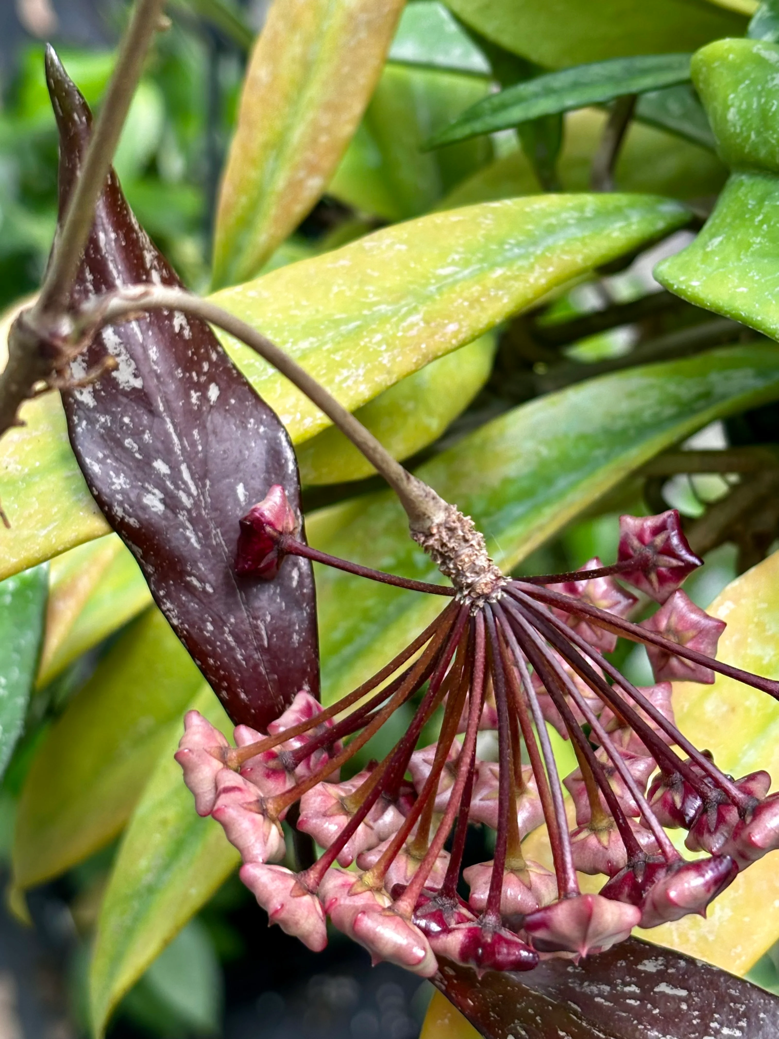 Hoya pubicalyx 'Royal Hawaiian Purple' IML 0056 H12 - Image 3