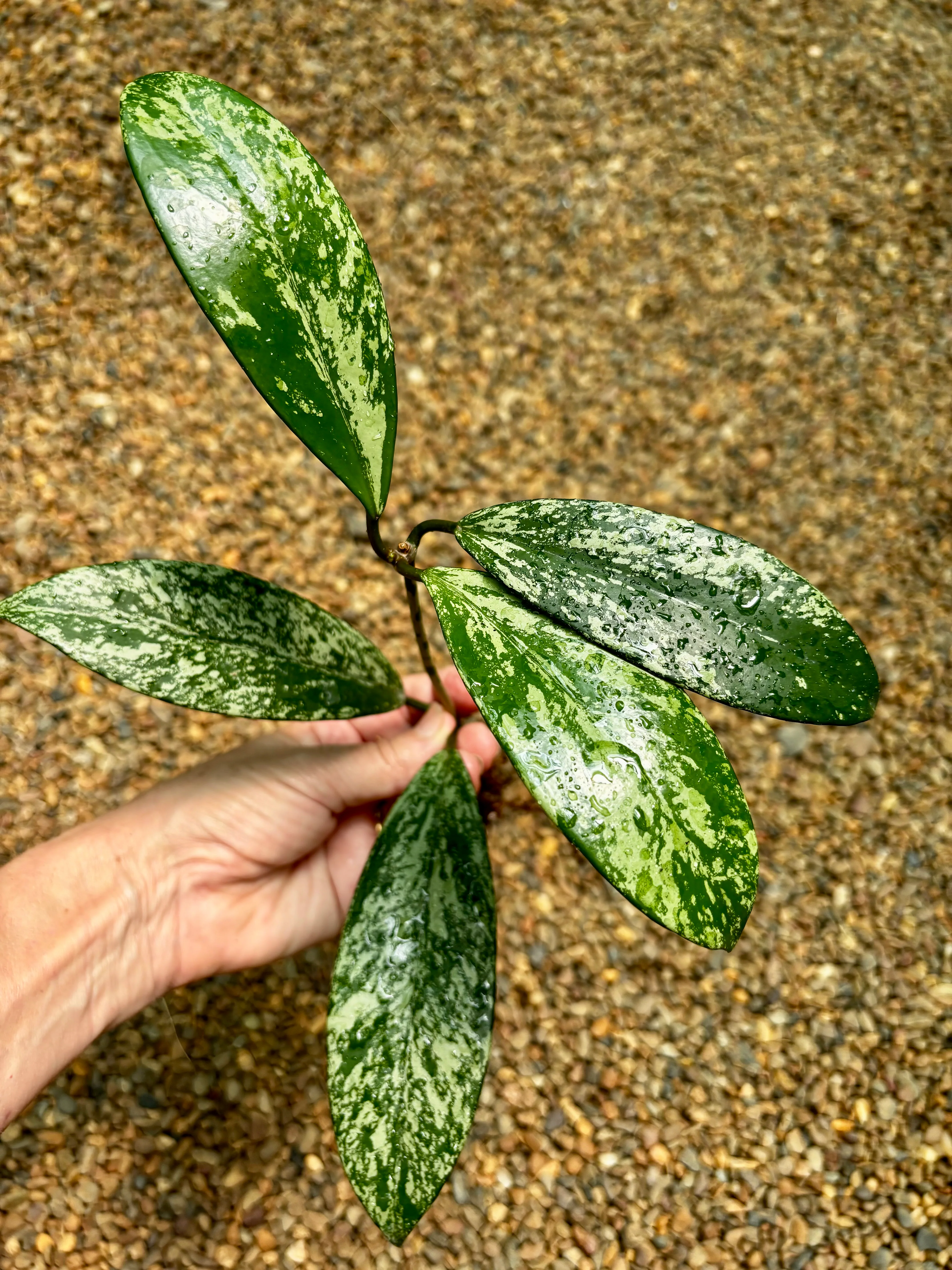 Hoya pubicalyx (splash) H267 - Image 8
