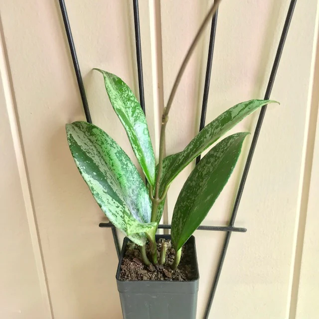 Hoya pubicalyx (splash) H267 - Image 9