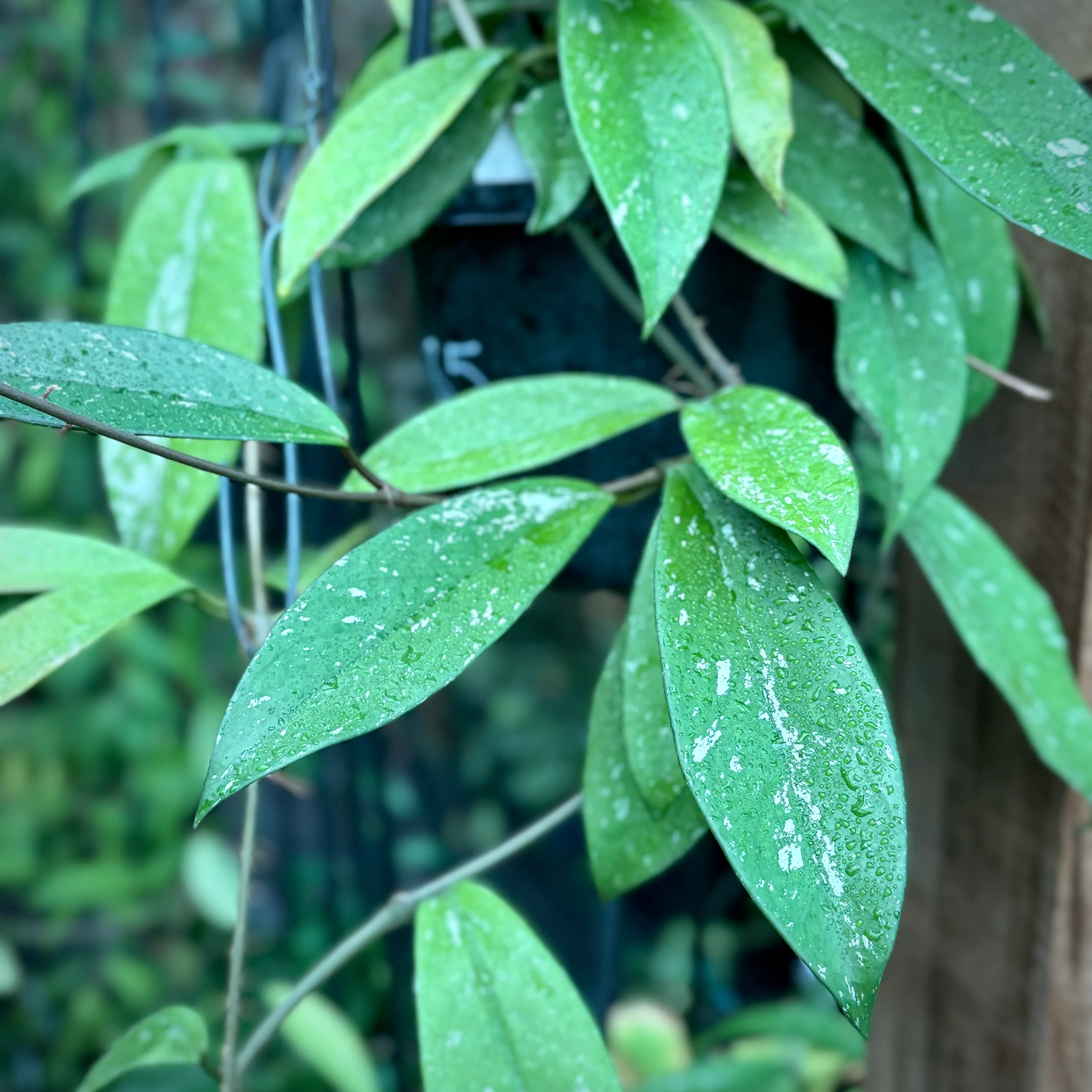 Hoya pubicalyx 'Silver Leaf' IML 0195 H285 - Image 4