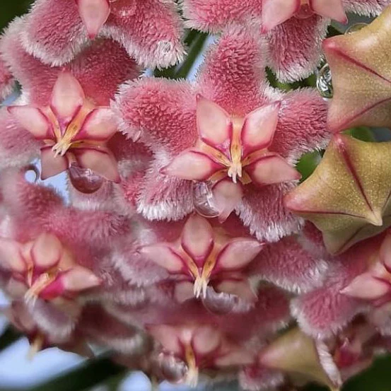 Hoya pubicorolla IML 0461 H77 - Image 3