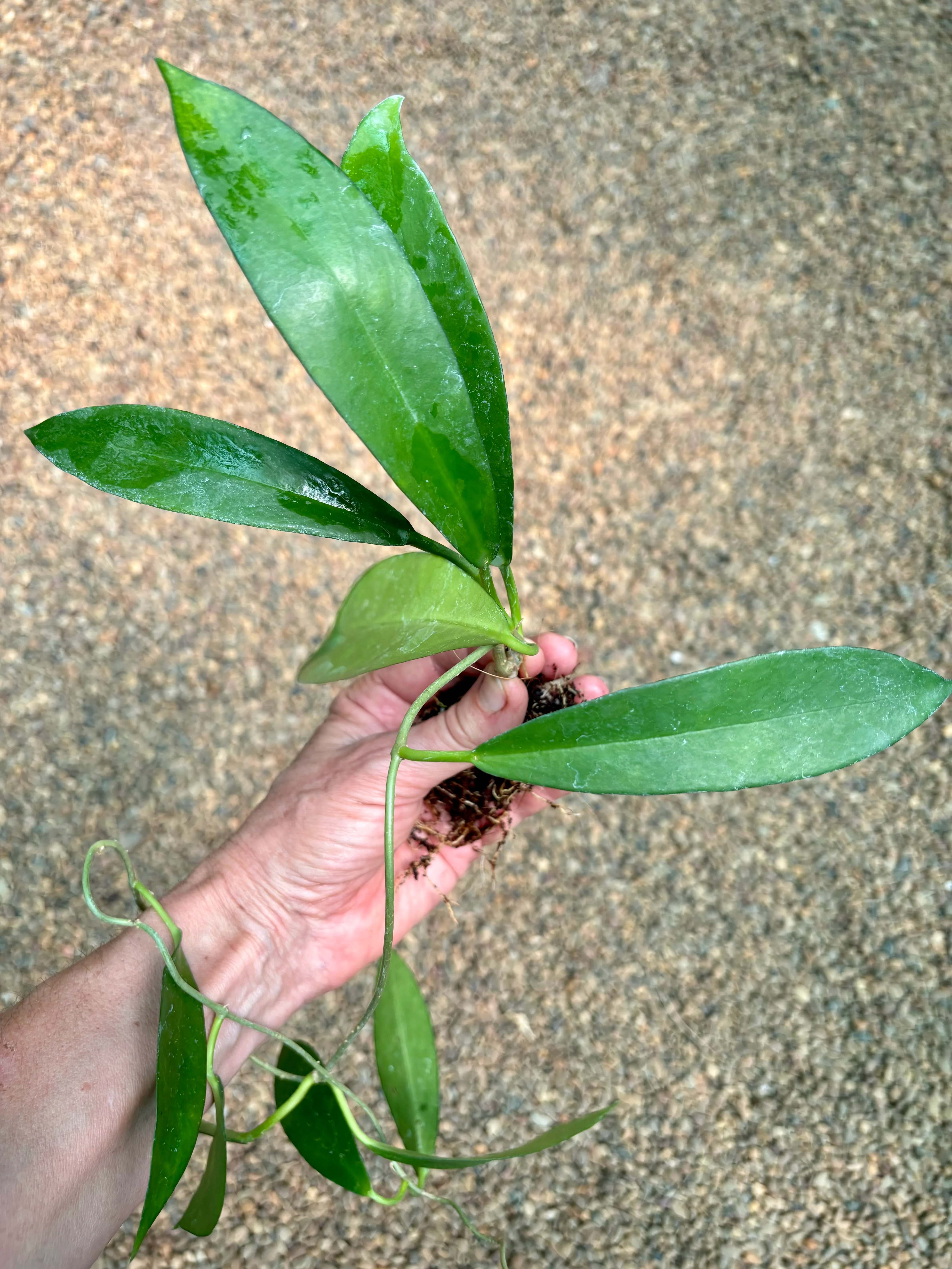 Hoya pubicorolla ssp. anthracina 'Black Dragon' H308 - Image 3
