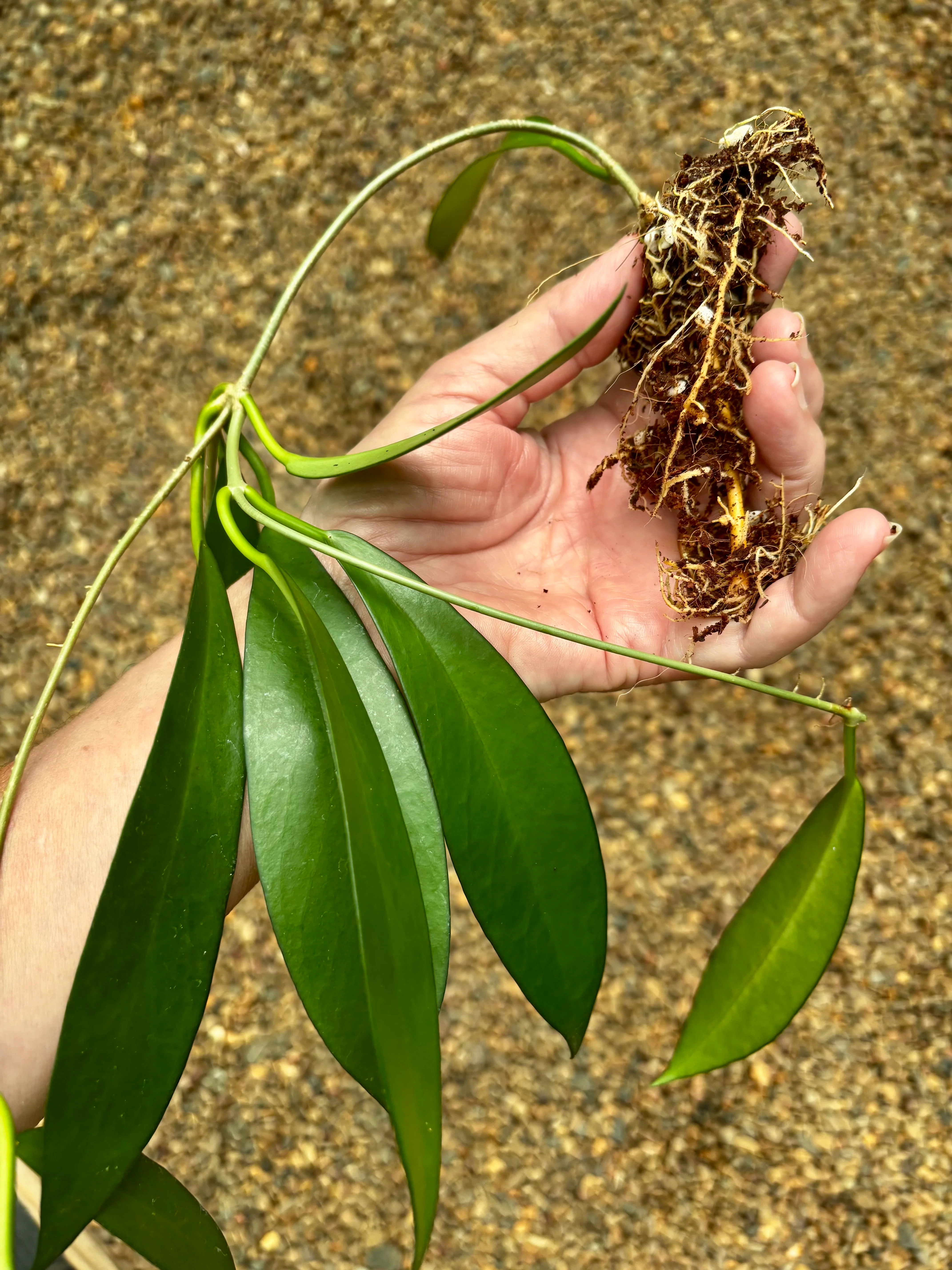 Hoya pubicorolla ssp. anthracina 'Black Dragon' H308 - Image 5