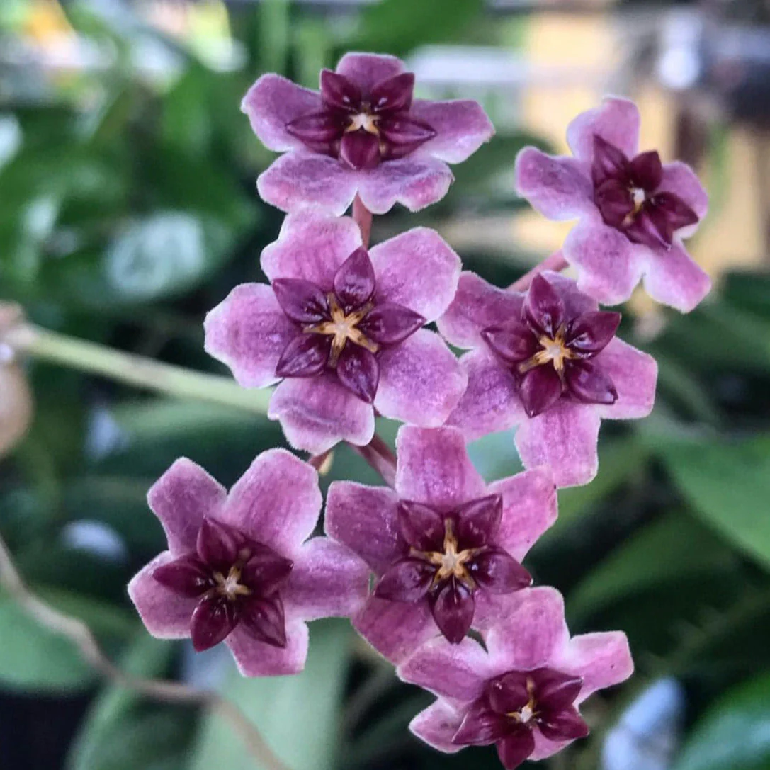 Hoya purpureo-fusca IML 0728 H79 - Image 4