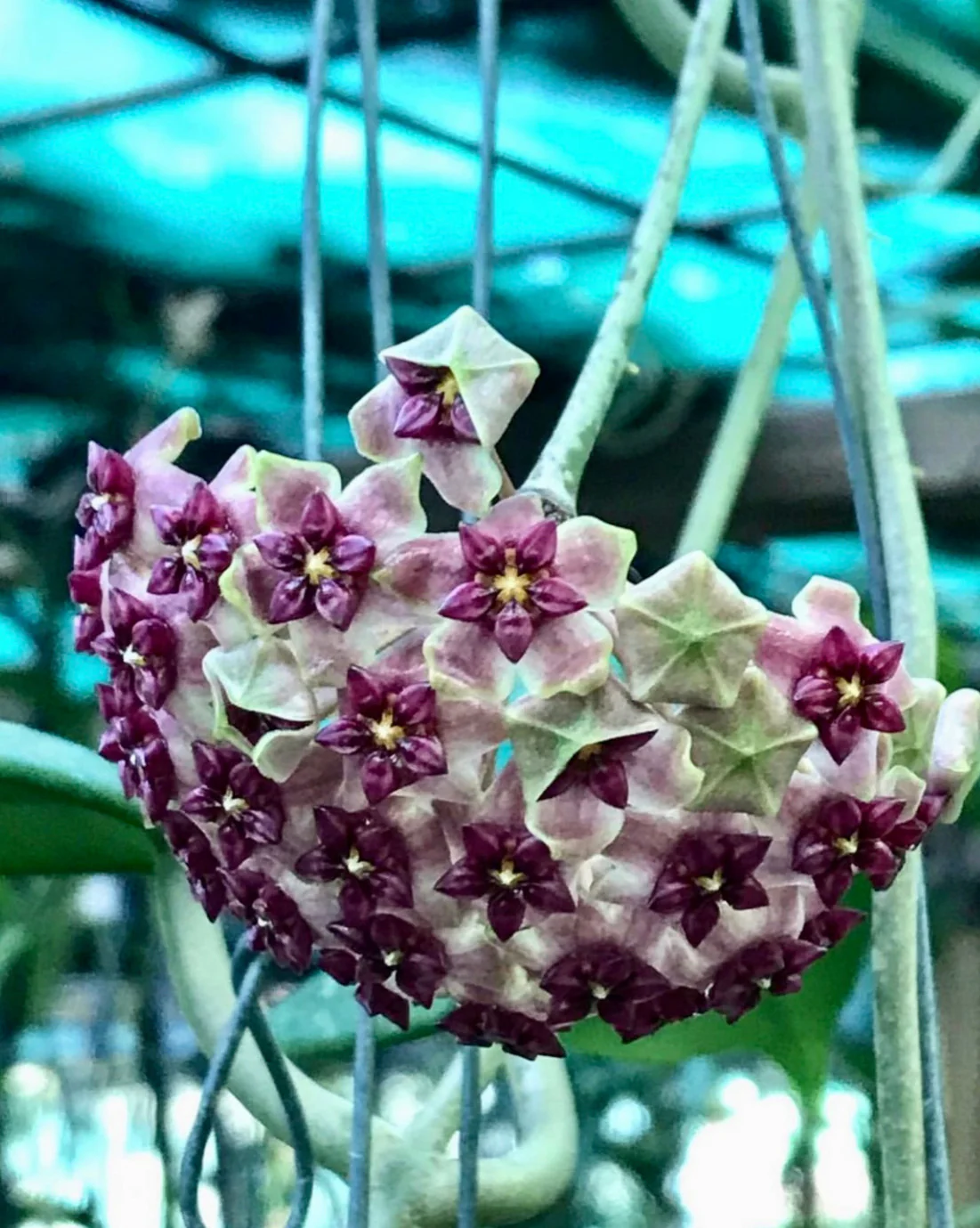 Hoya purpureo-fusca IML 0728 H79 - Image 5