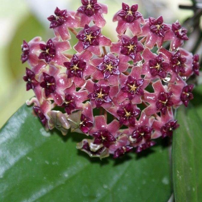 Hoya purpureo-fusca IML 0728 H79 - Image 7