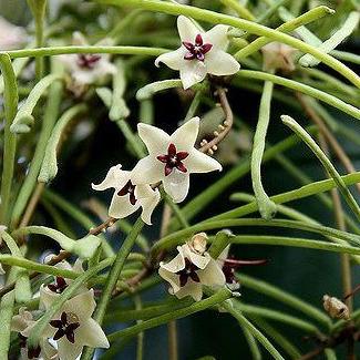 Hoya retusa H47 - Image 2
