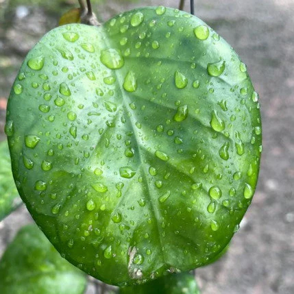 Hoya 'Ricardo' H443 - Image 2