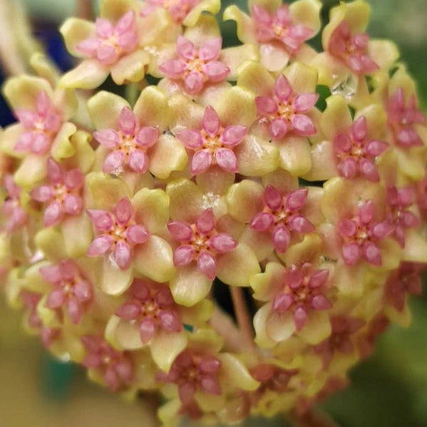 Hoya 'Ricardo' H443 - Image 3