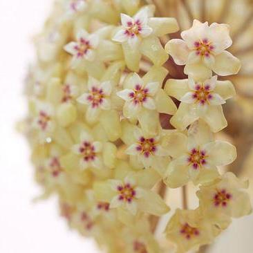 Hoya rigida IML 1424 H80