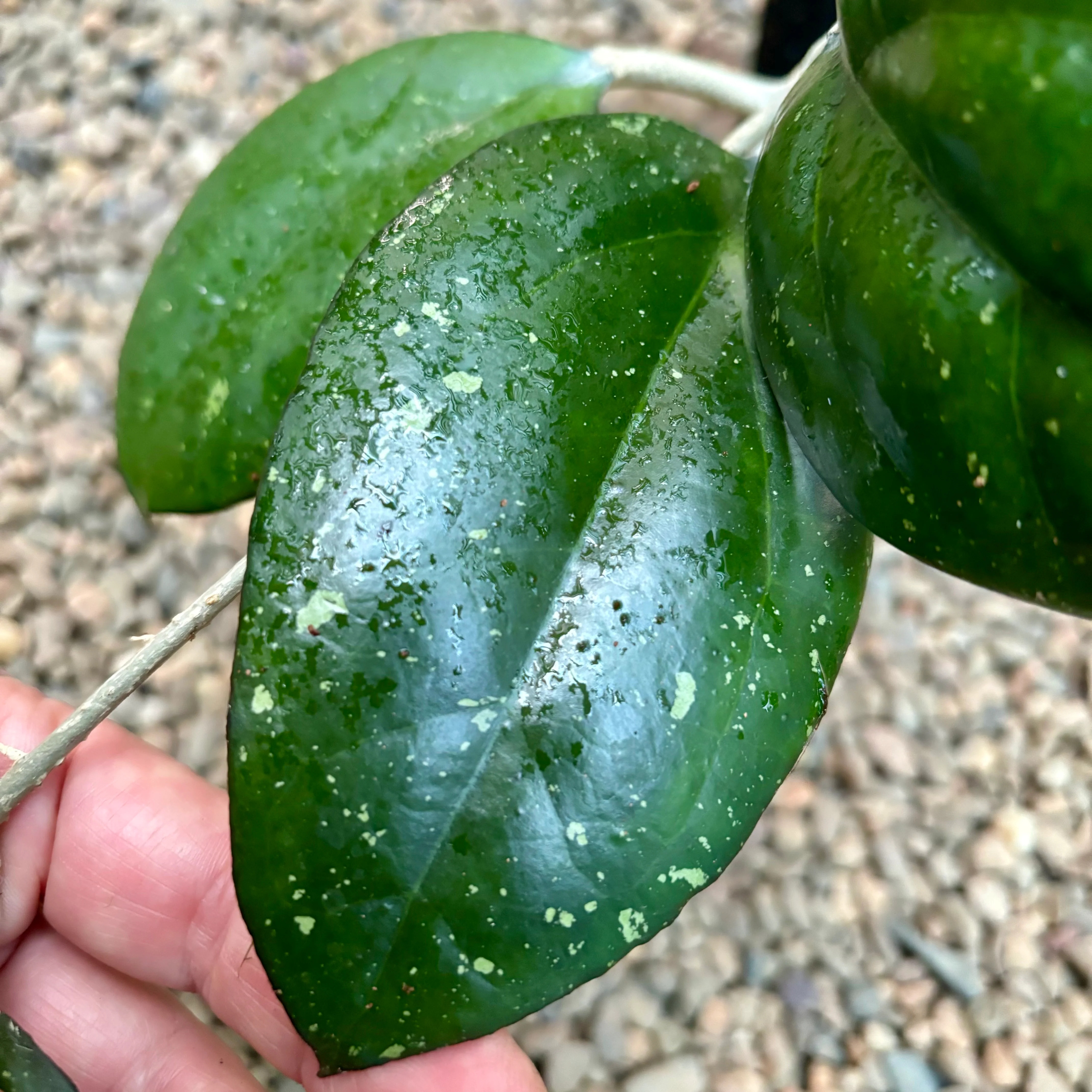 Hoya 'Joy' H470