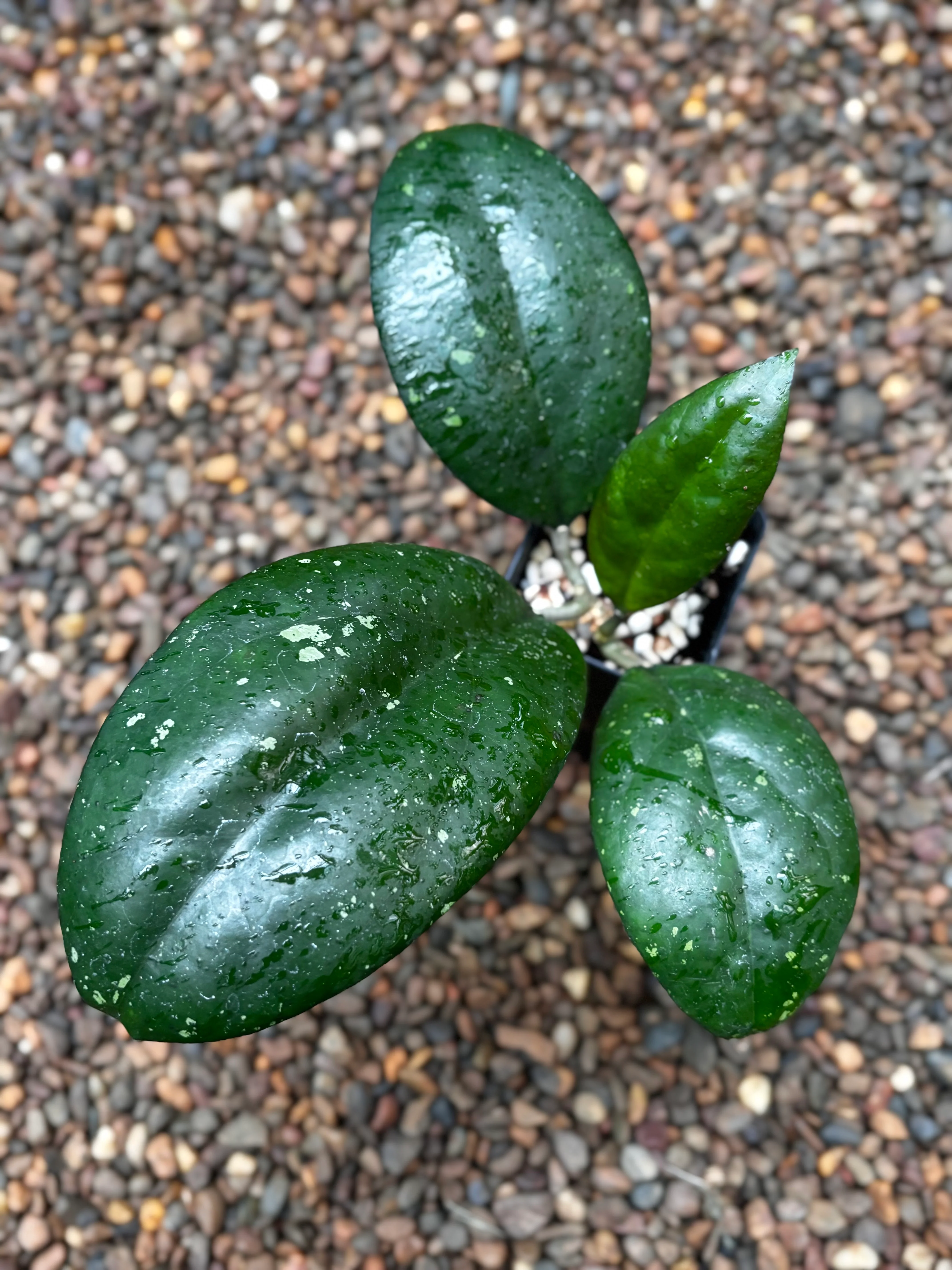 Hoya 'Joy' H470 - Image 2