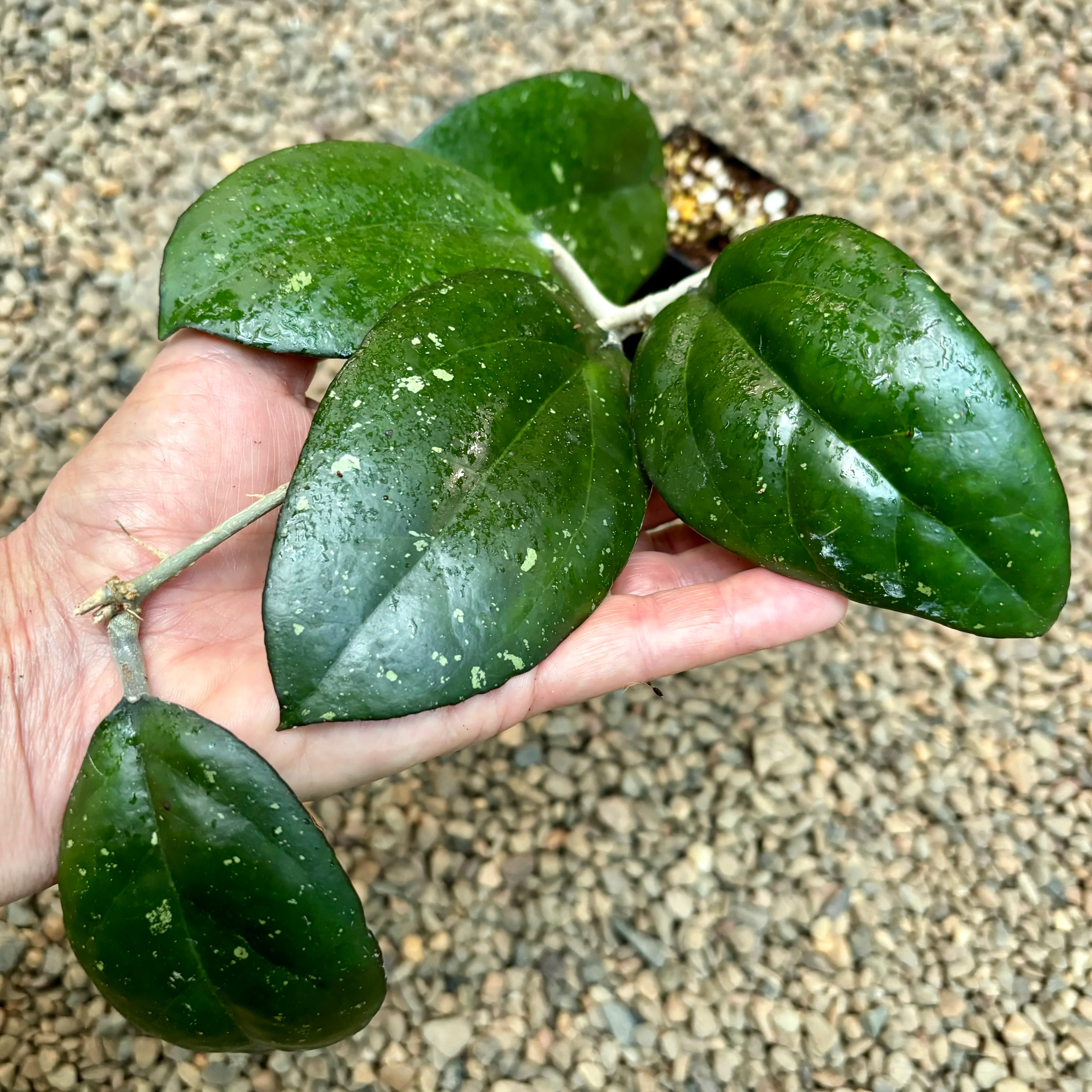 Hoya 'Joy' H470 - Image 3