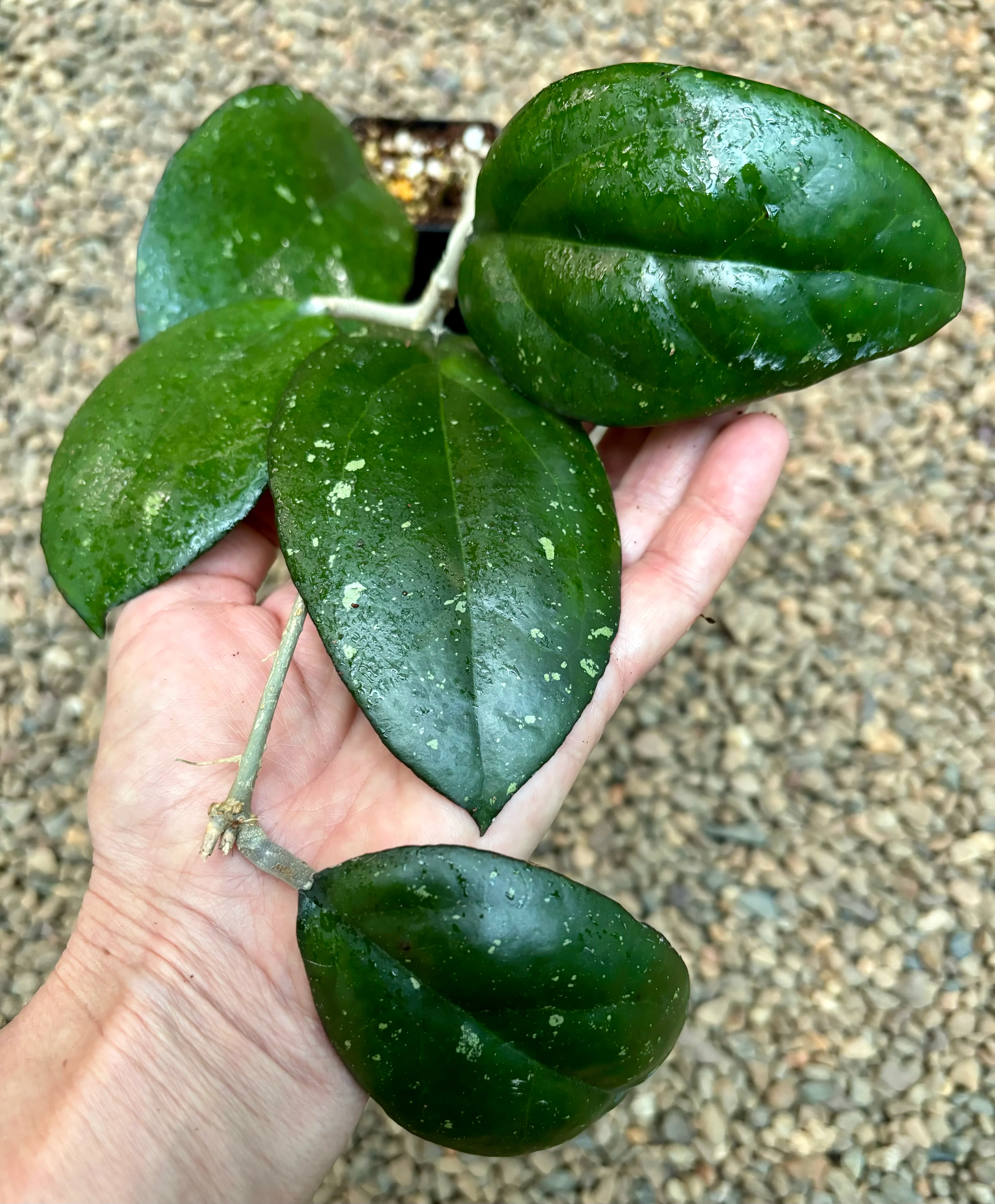 Hoya 'Joy' H470 - Image 4