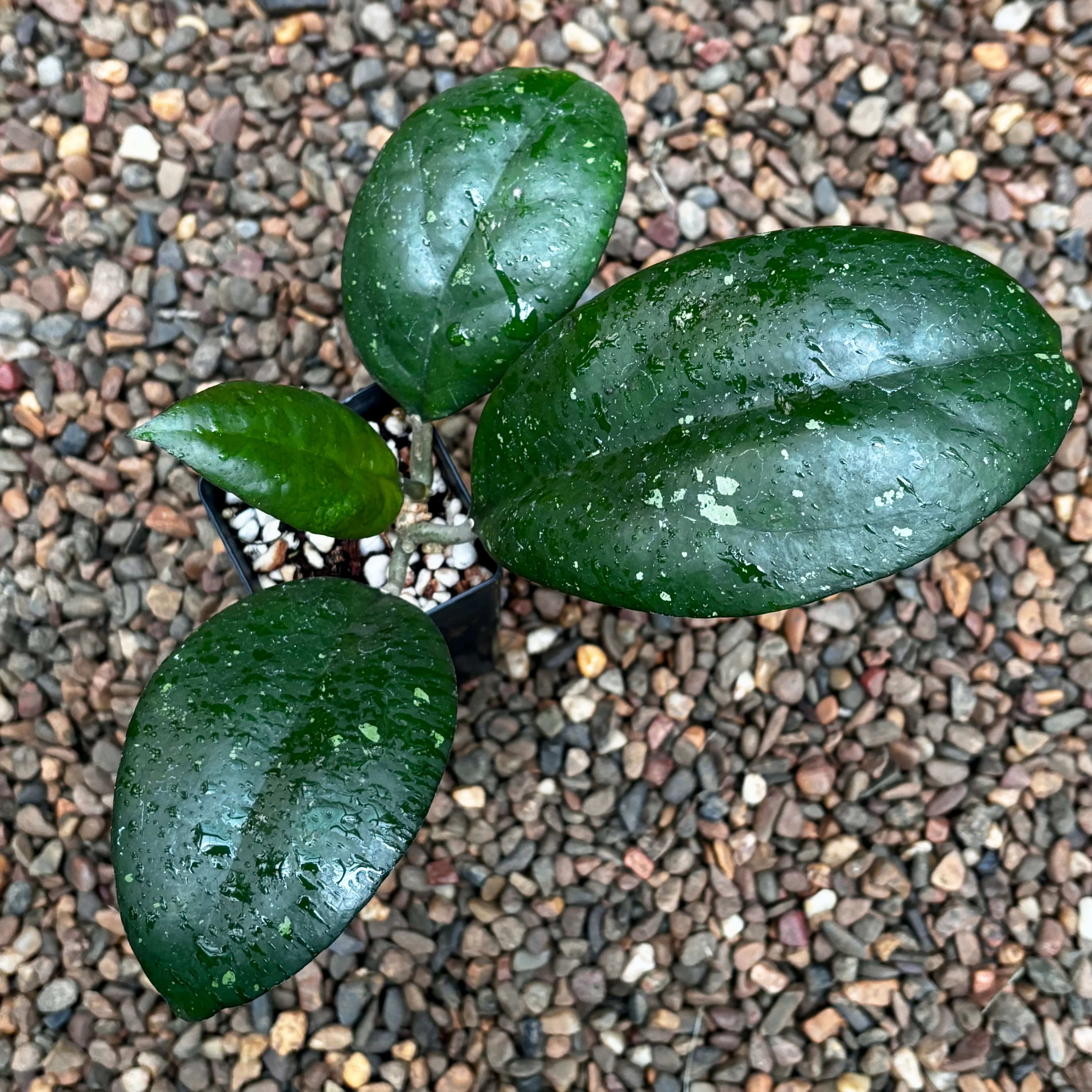 Hoya 'Joy' H470 - Image 5