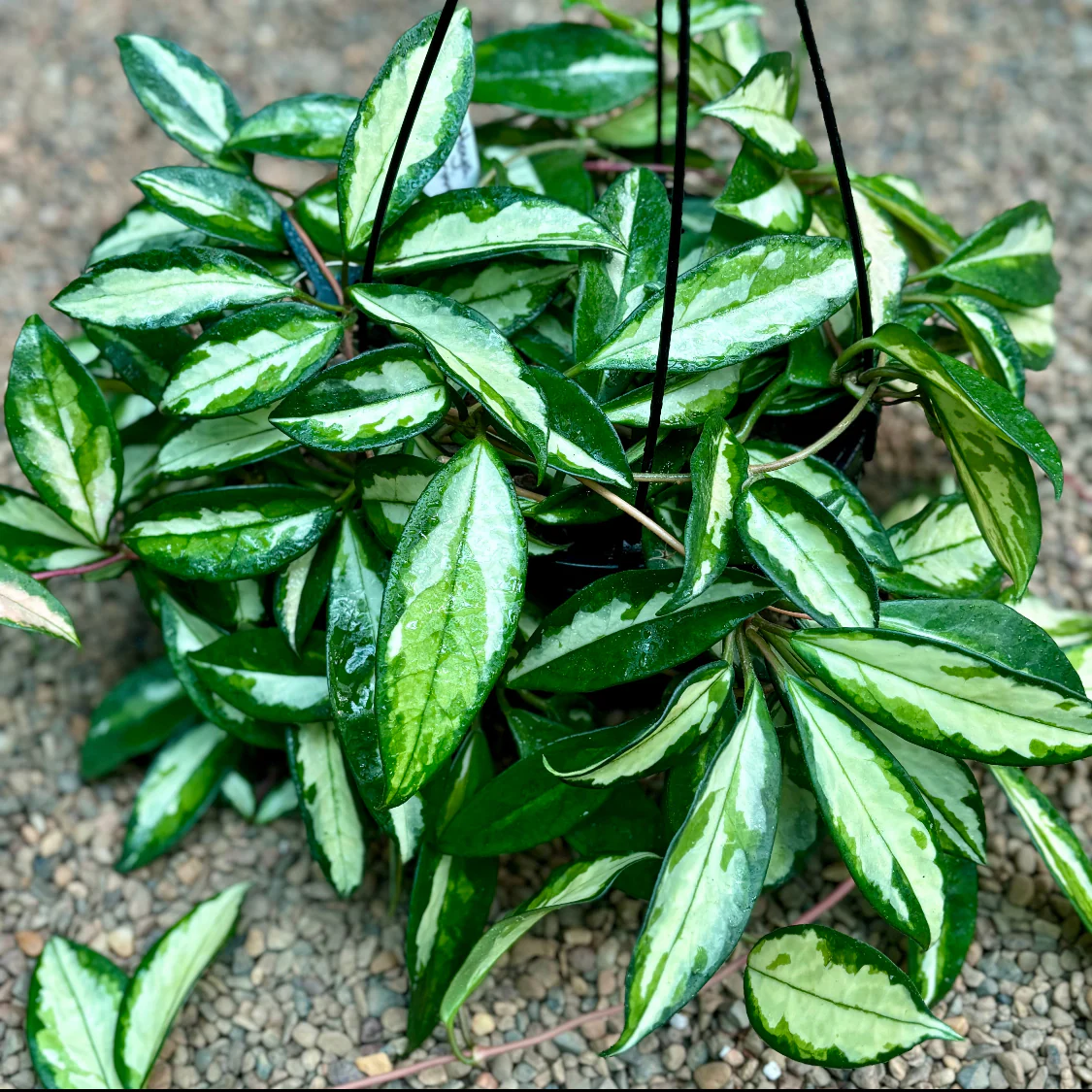 Hoya Royalty Pack - Image 9