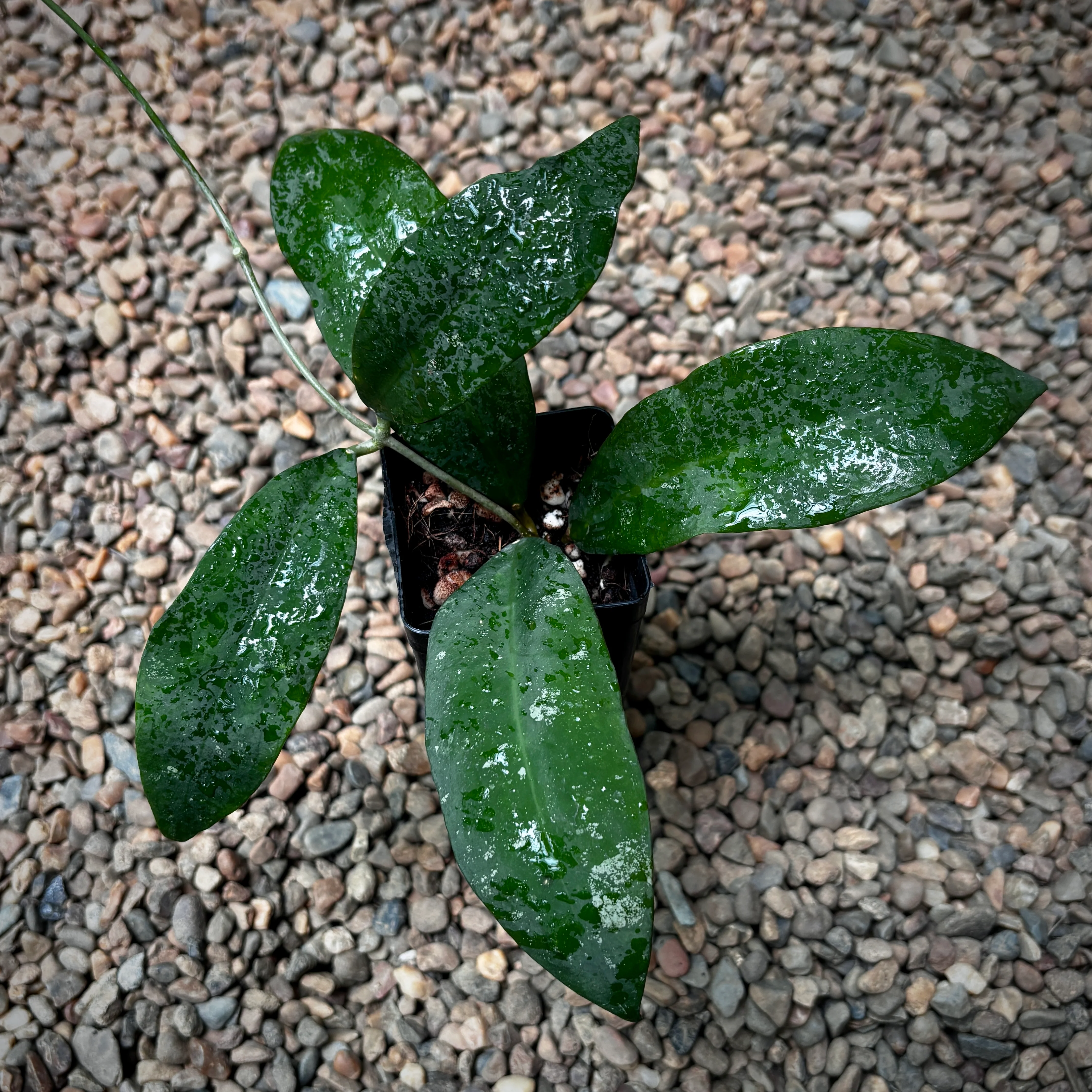 Hoya 'Ruthiae' H450 - Image 2