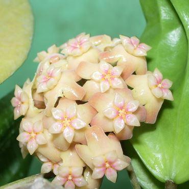 Hoya samoensis IML 0192 H82