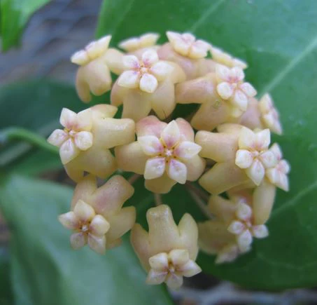 Hoya samoensis IML 0192 H82 - Image 3