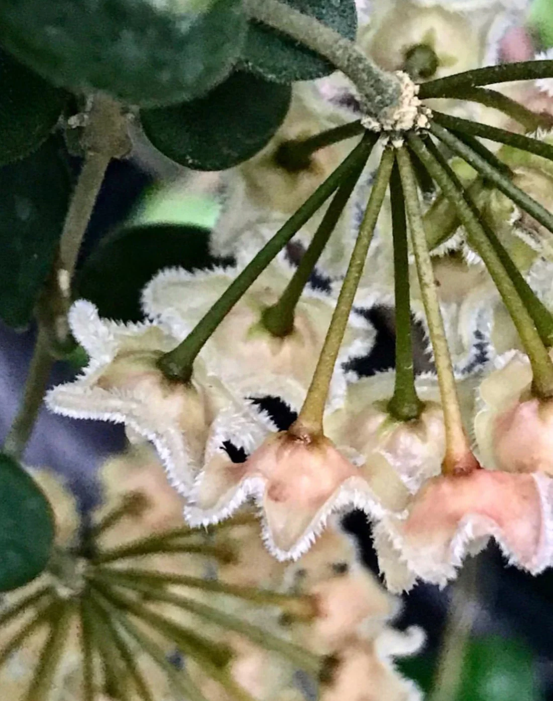 Hoya serpens H176 - Image 10