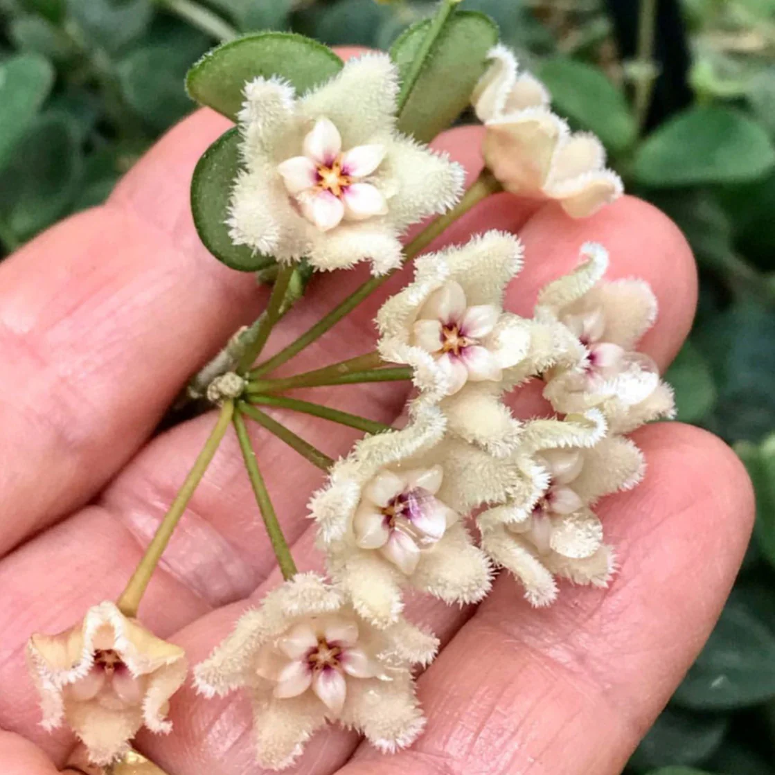 Hoya serpens H176 - Image 3