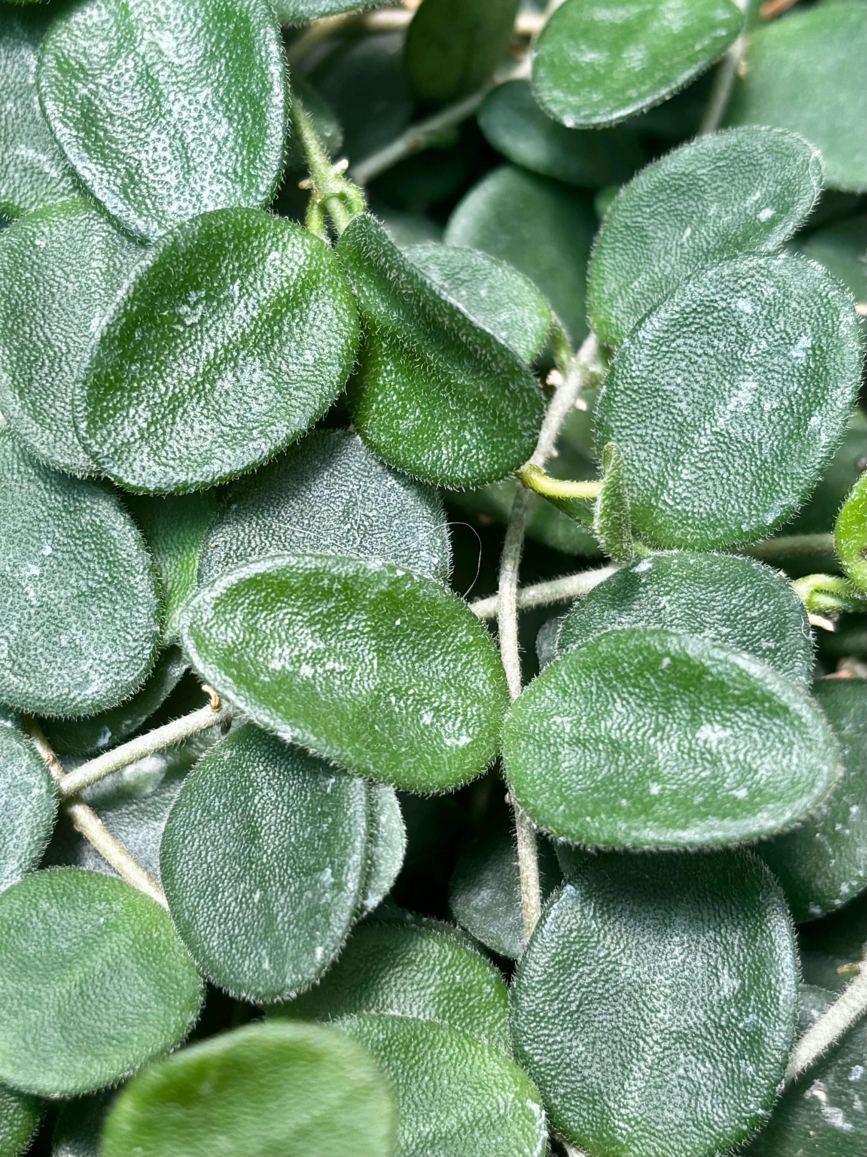 Hoya serpens H176 - Image 4
