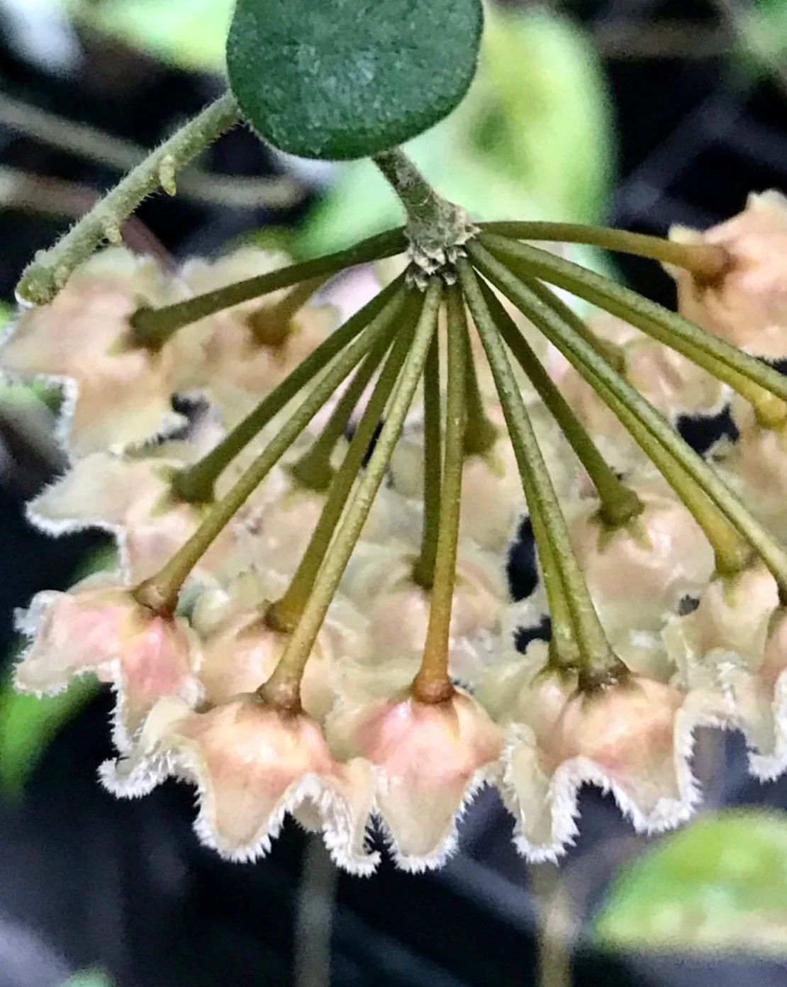 Hoya serpens H176 - Image 5