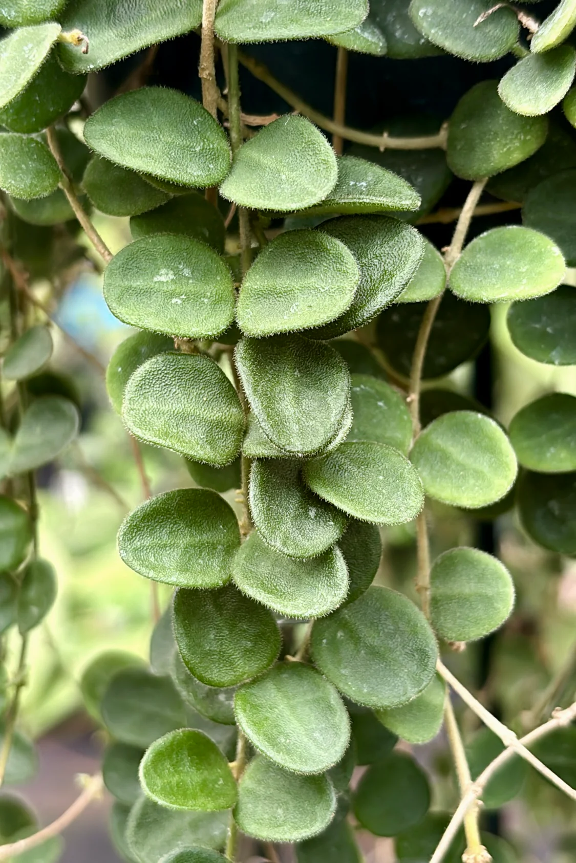 Hoya serpens H176 - Image 6