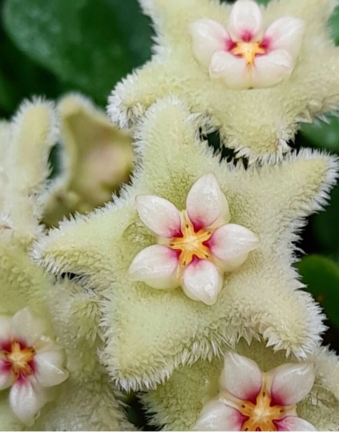 Hoya serpens H176 - Image 7