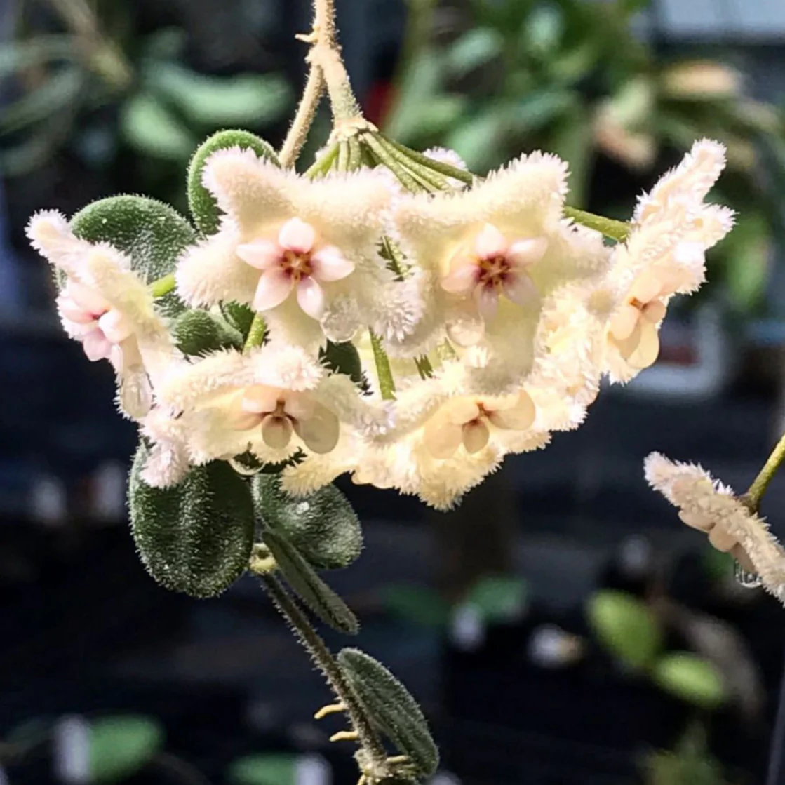 Hoya serpens H176 - Image 9