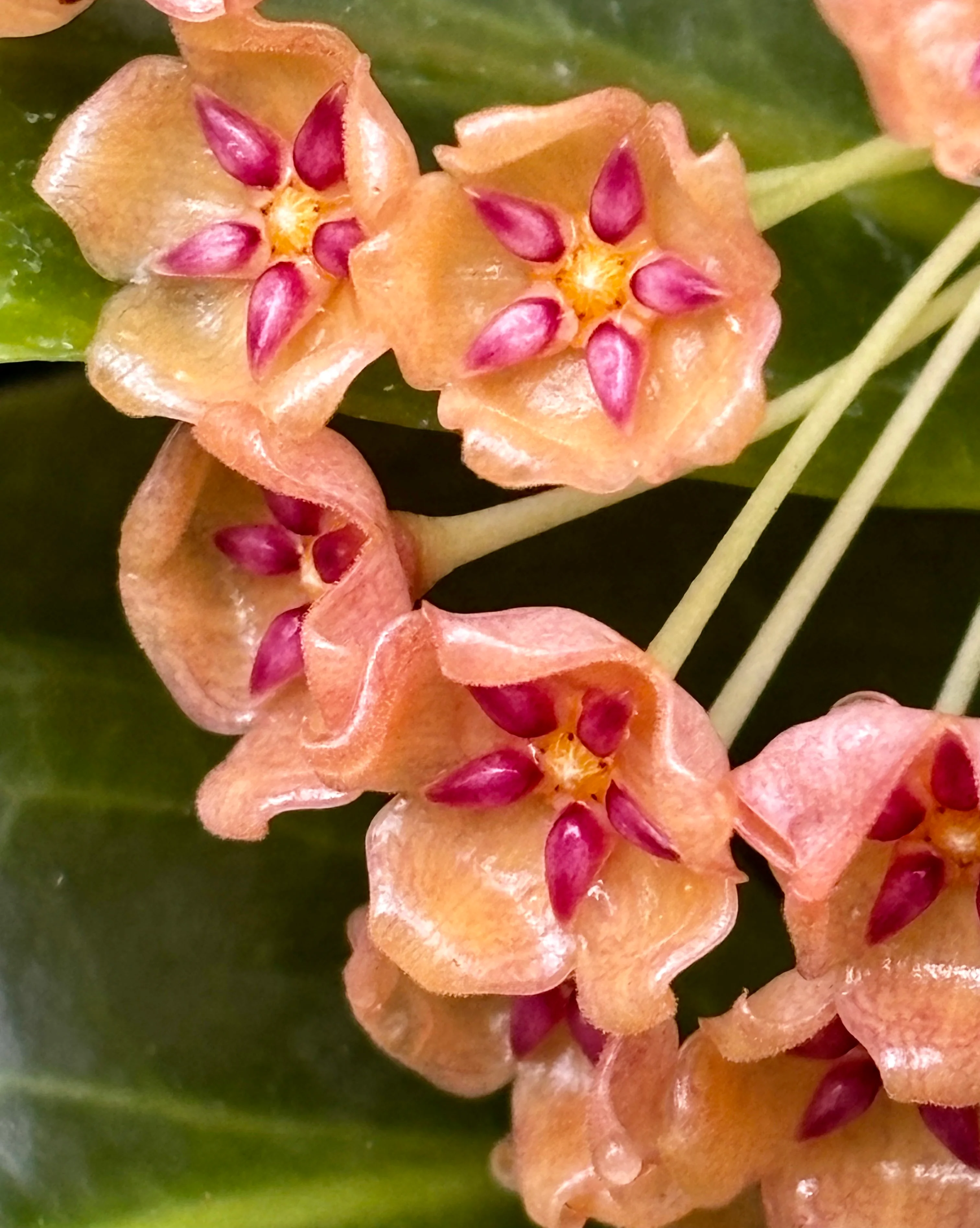 Hoya siariae IML 1624 H171 - Image 3