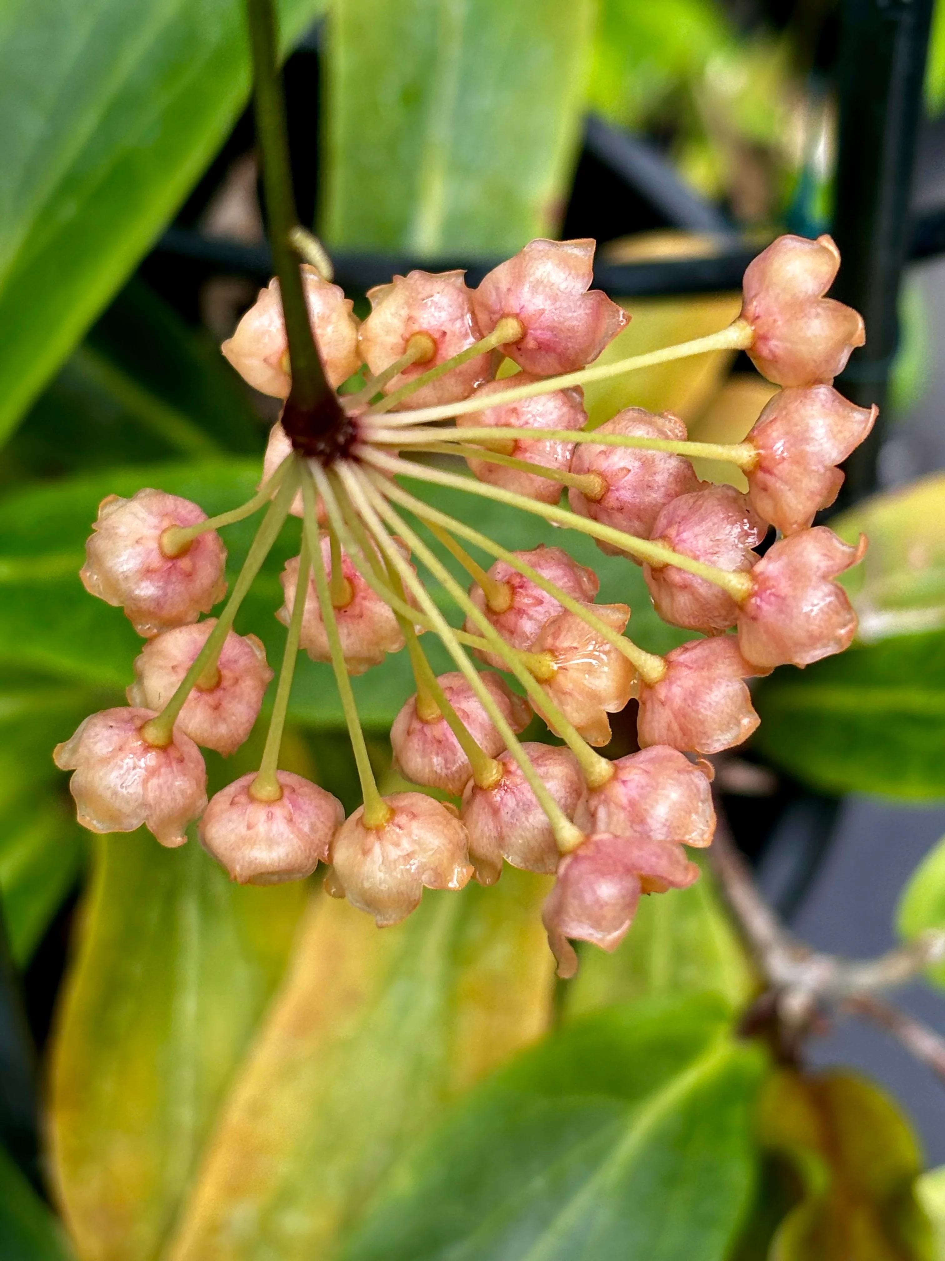 Hoya siariae IML 1624 H171 - Image 6