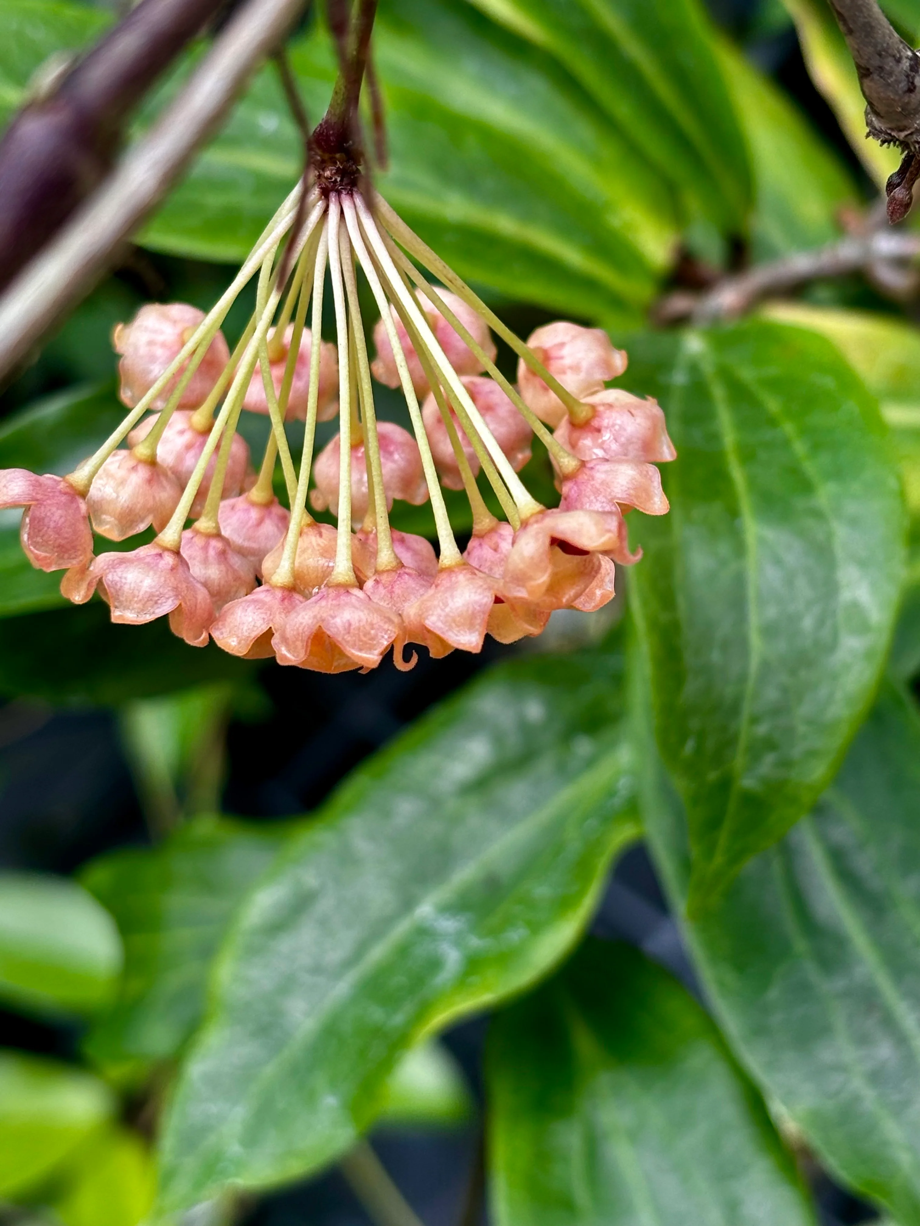 Hoya siariae IML 1624 H171 - Image 8