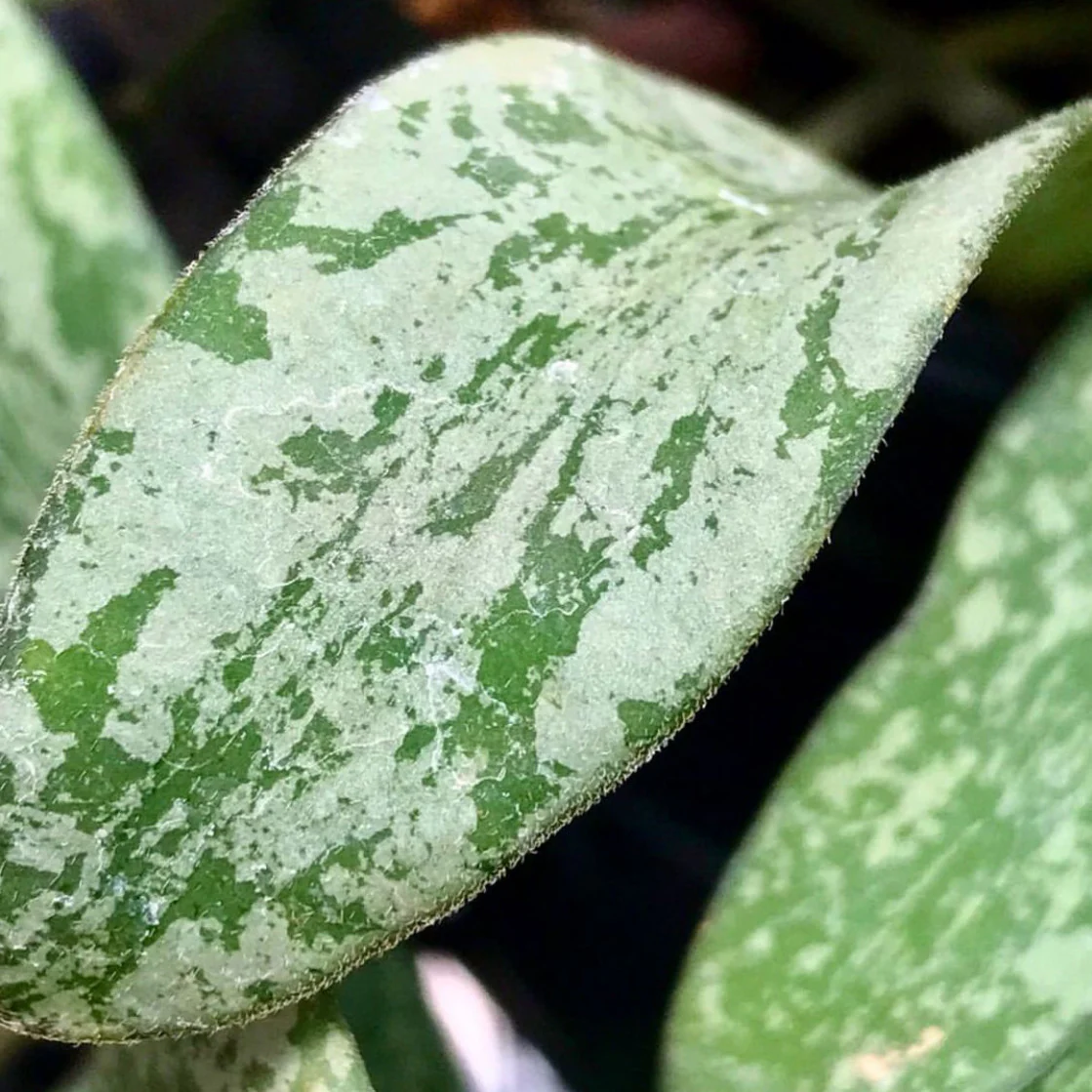 Hoya sigillatis IML 1601 H131 - Image 9
