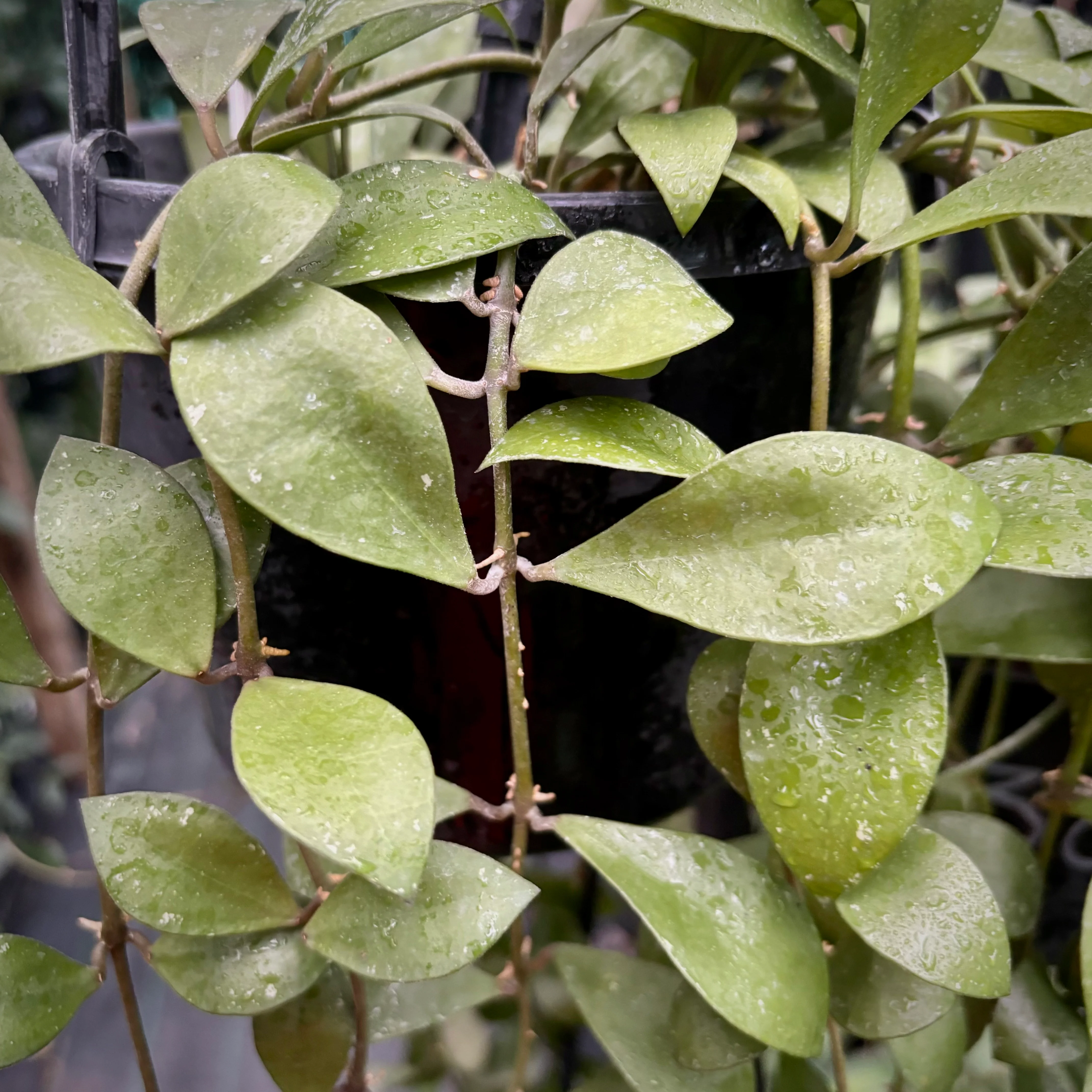 Hoya sipitangensis IML 1603 H138 - Image 3