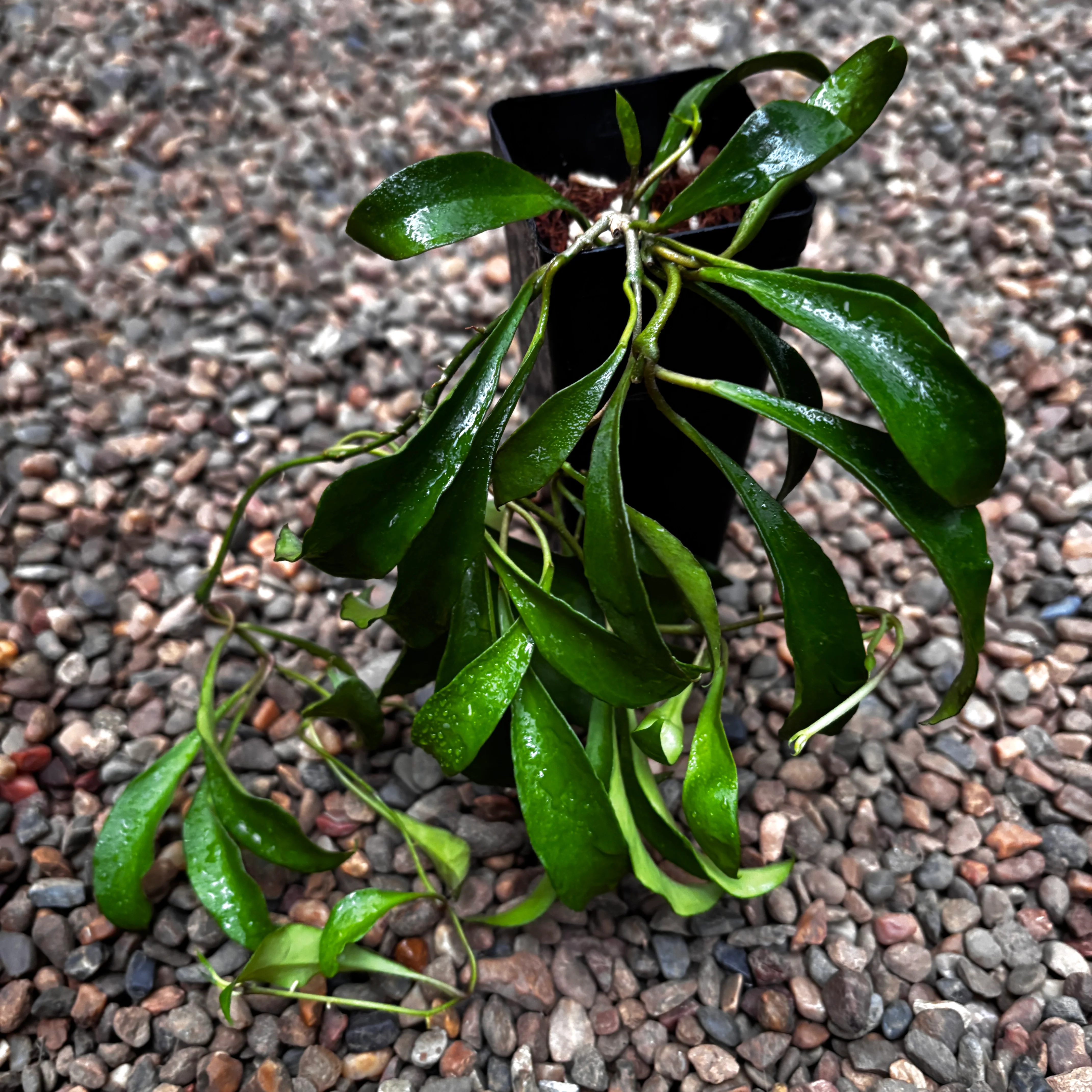 Hoya soidaoensis H421 - Image 2