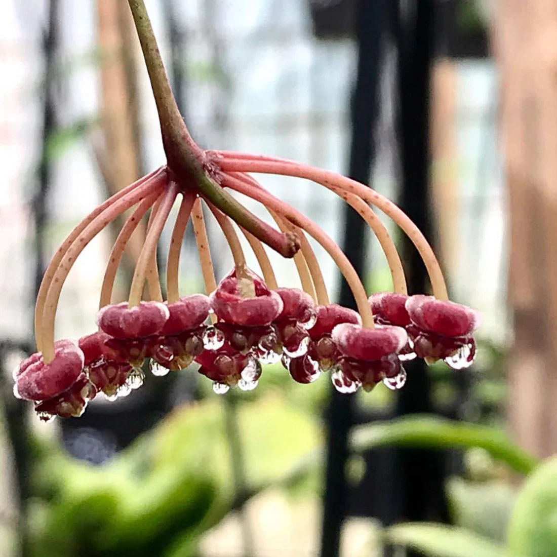 Hoya aff. kentiana Philippines IML 0834 H139 - Image 6