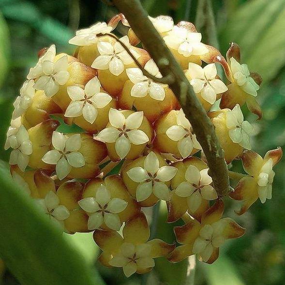 Hoya sp. Thailand IML 1420 H135 - Image 4