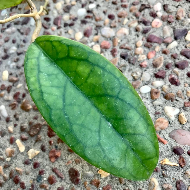 Hoya sp. Estrella Waterfall IML 1627 H315 - Image 2