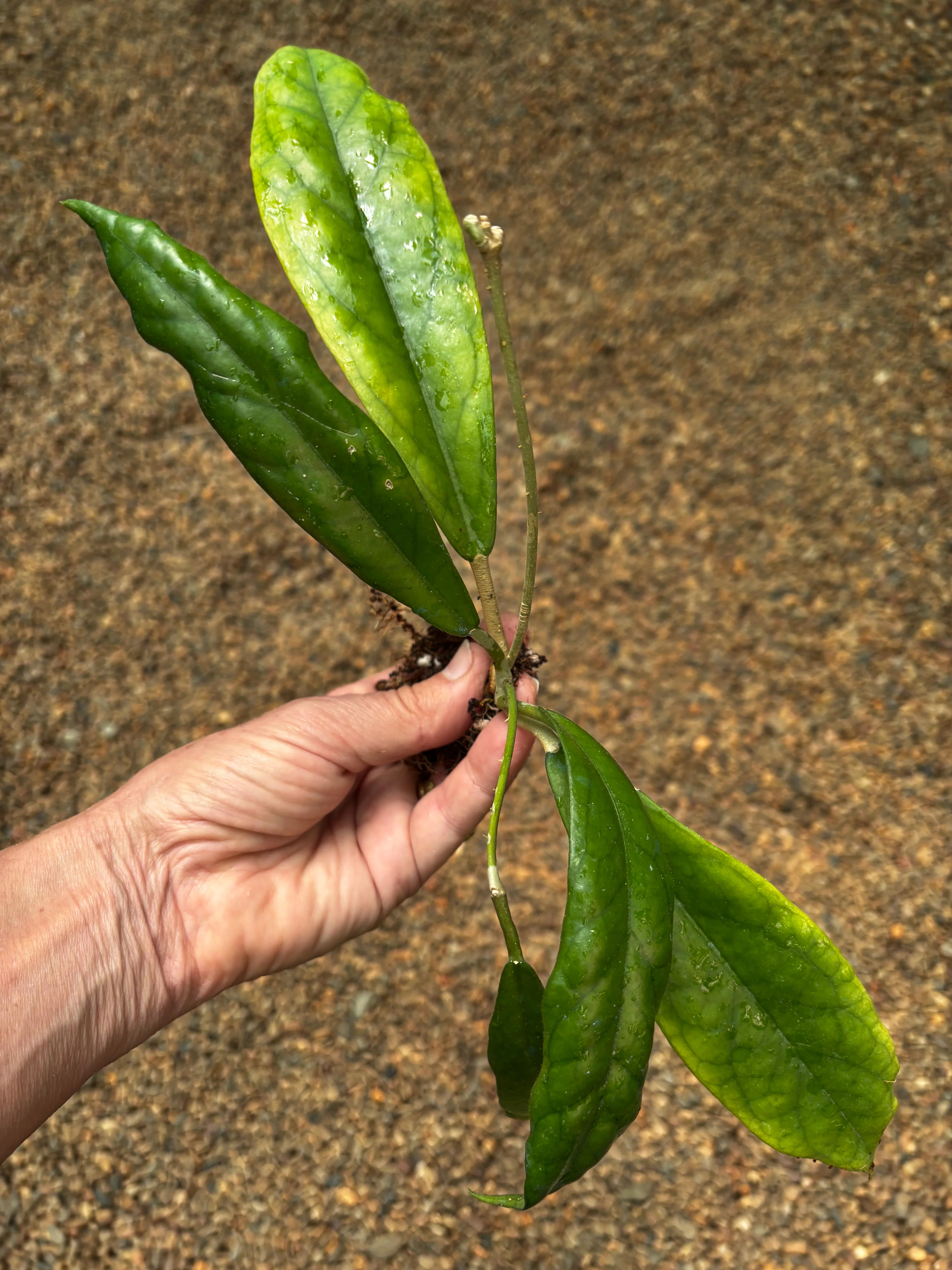 Hoya sp. Estrella Waterfall IML 1627 H315 - Image 4