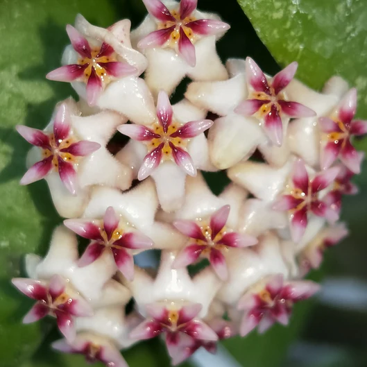 Hoya sp. Hat Som Paen IML 1438 H300 - Image 2