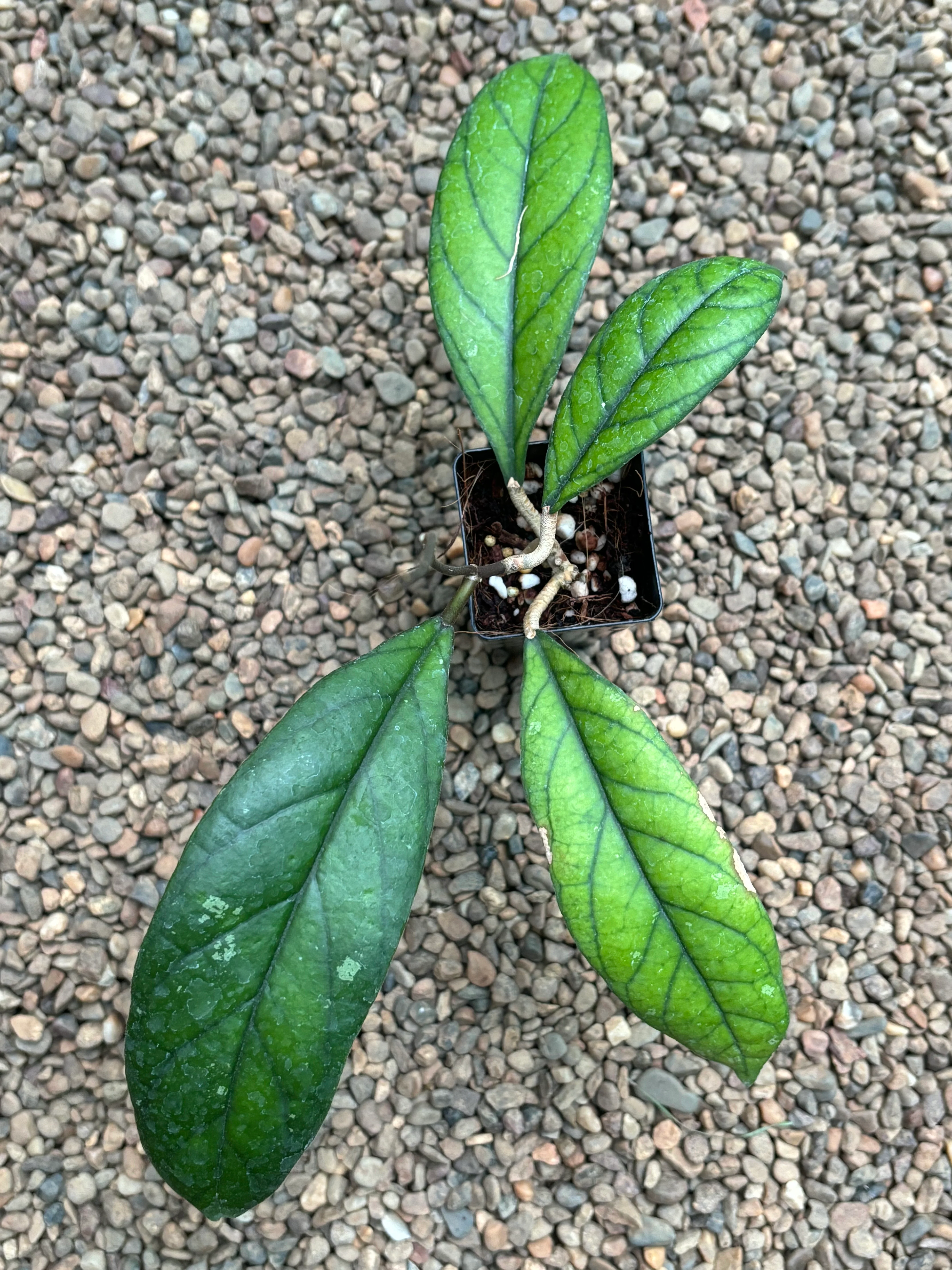 Hoya aff. forbesii IML 1029 H136 - Image 2