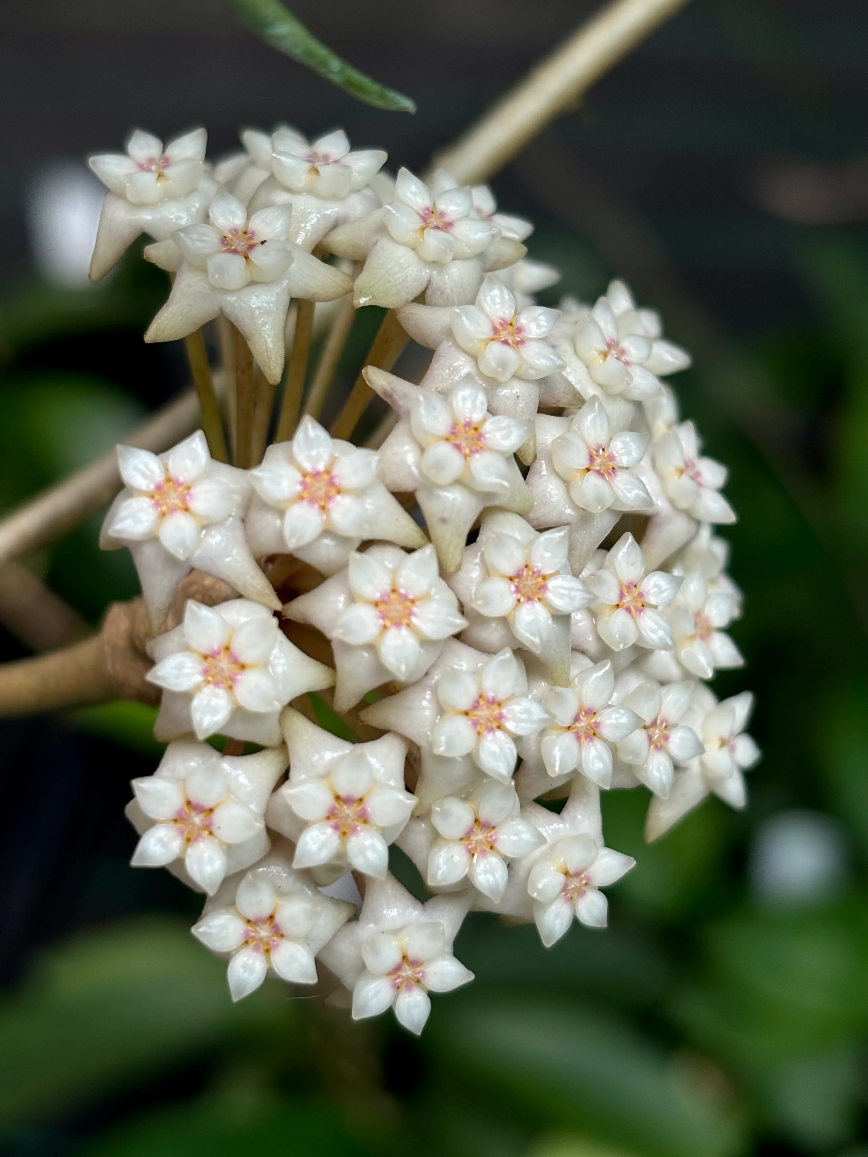 Hoya sp. Ko Chang Is. IML 1508 H127 - Image 7