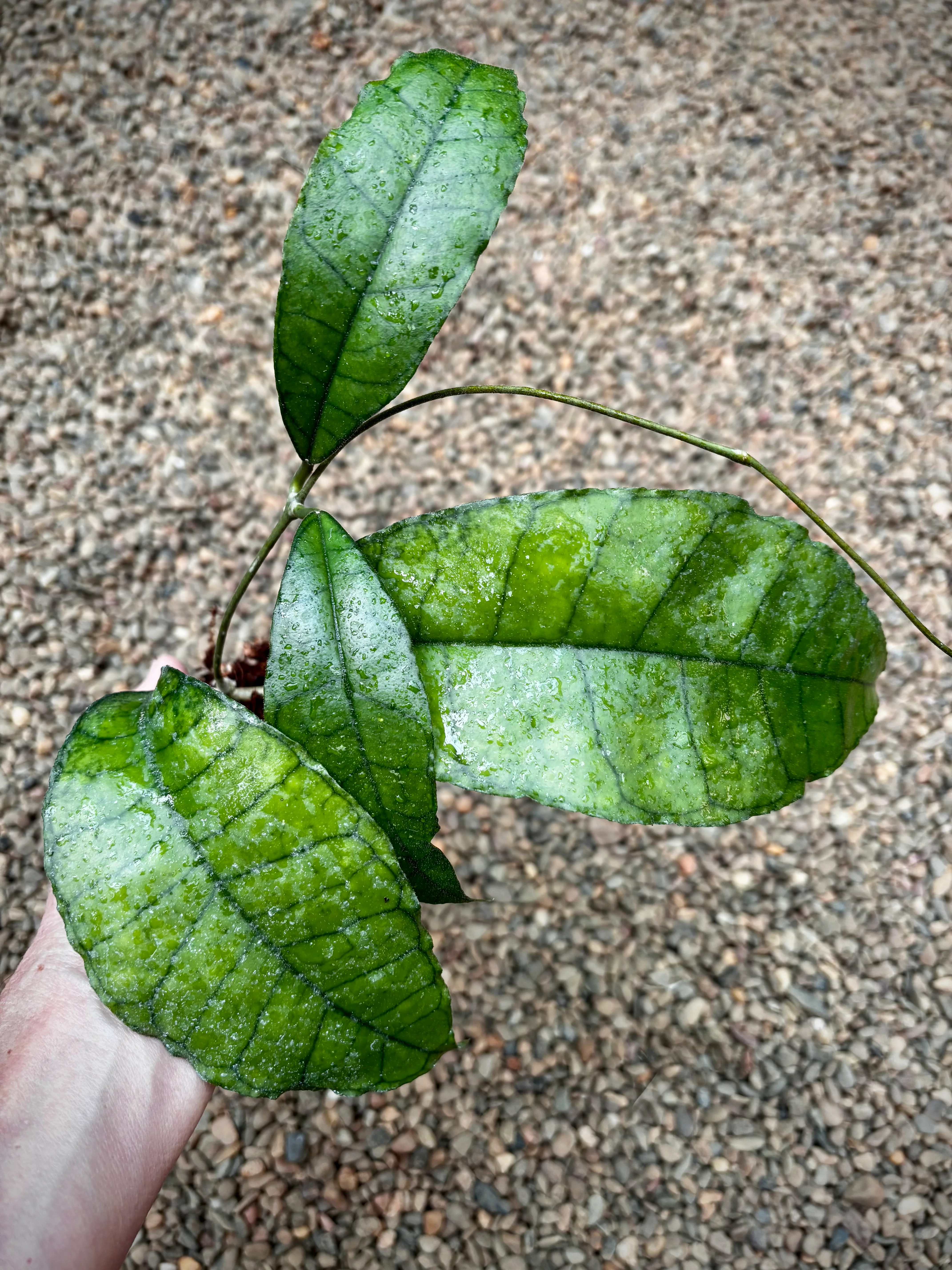 Hoya sp. Nong Nooch IML 1541 H120 - Image 8