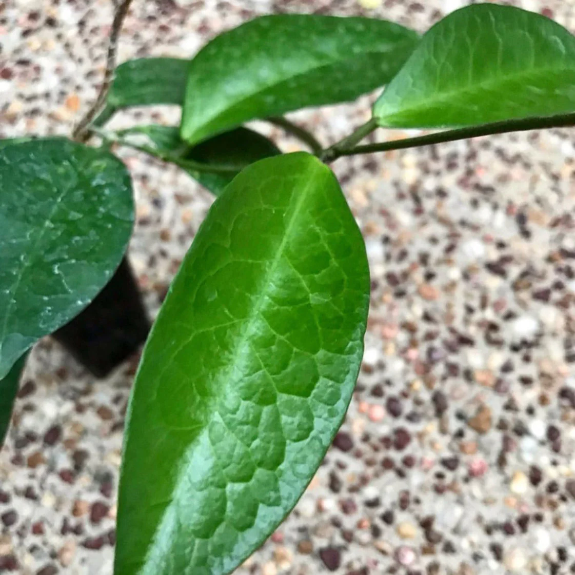 Hoya sp. NS05-056 Tufi PNG IML 1860 H359