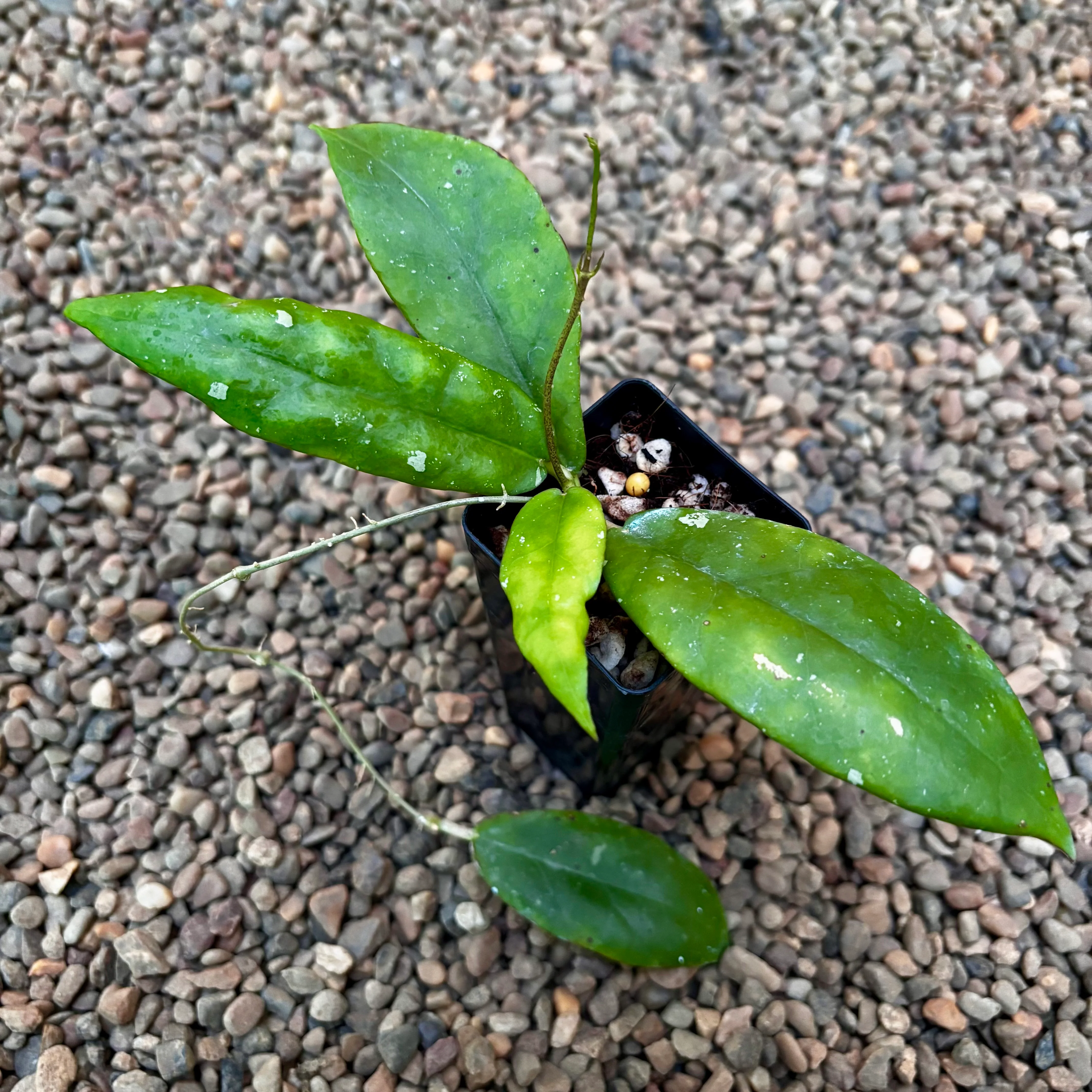 Hoya sp. Pahang NS07-064 (aff. scortechinii) H423 - Image 3