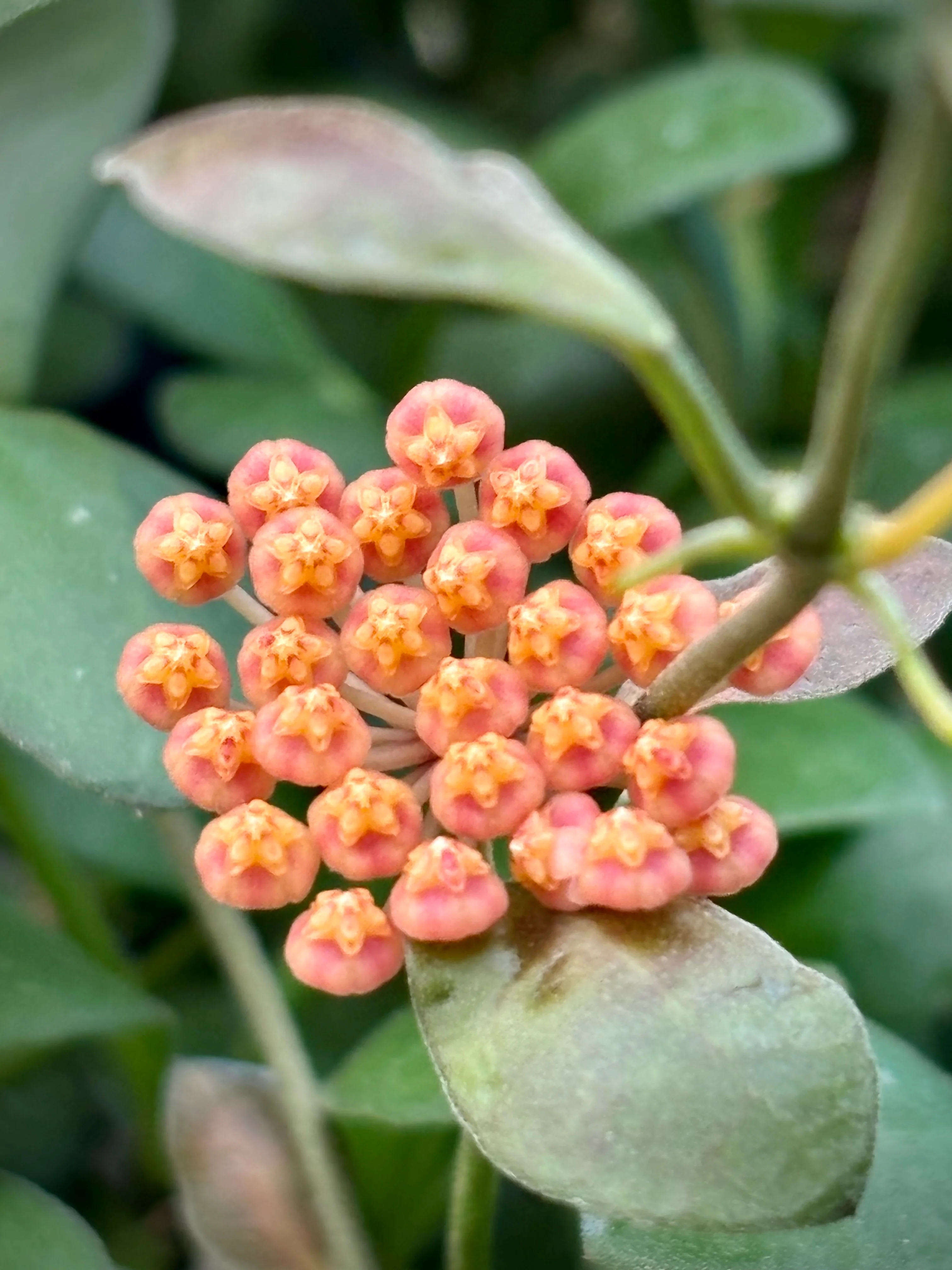 Hoya panchoi Philippines IML 0260 H137 - Image 11