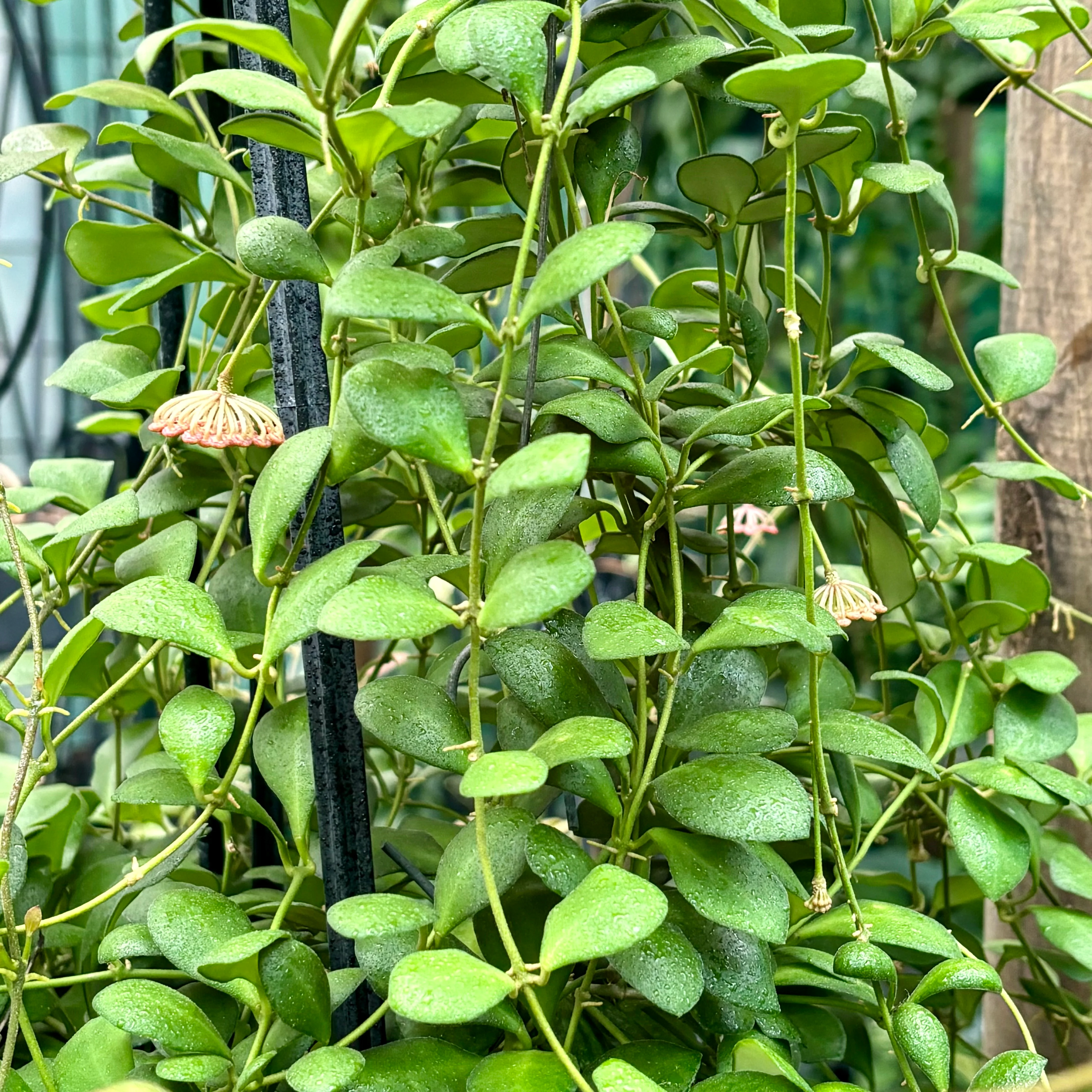 Hoya panchoi Philippines IML 0260 H137 - Image 5