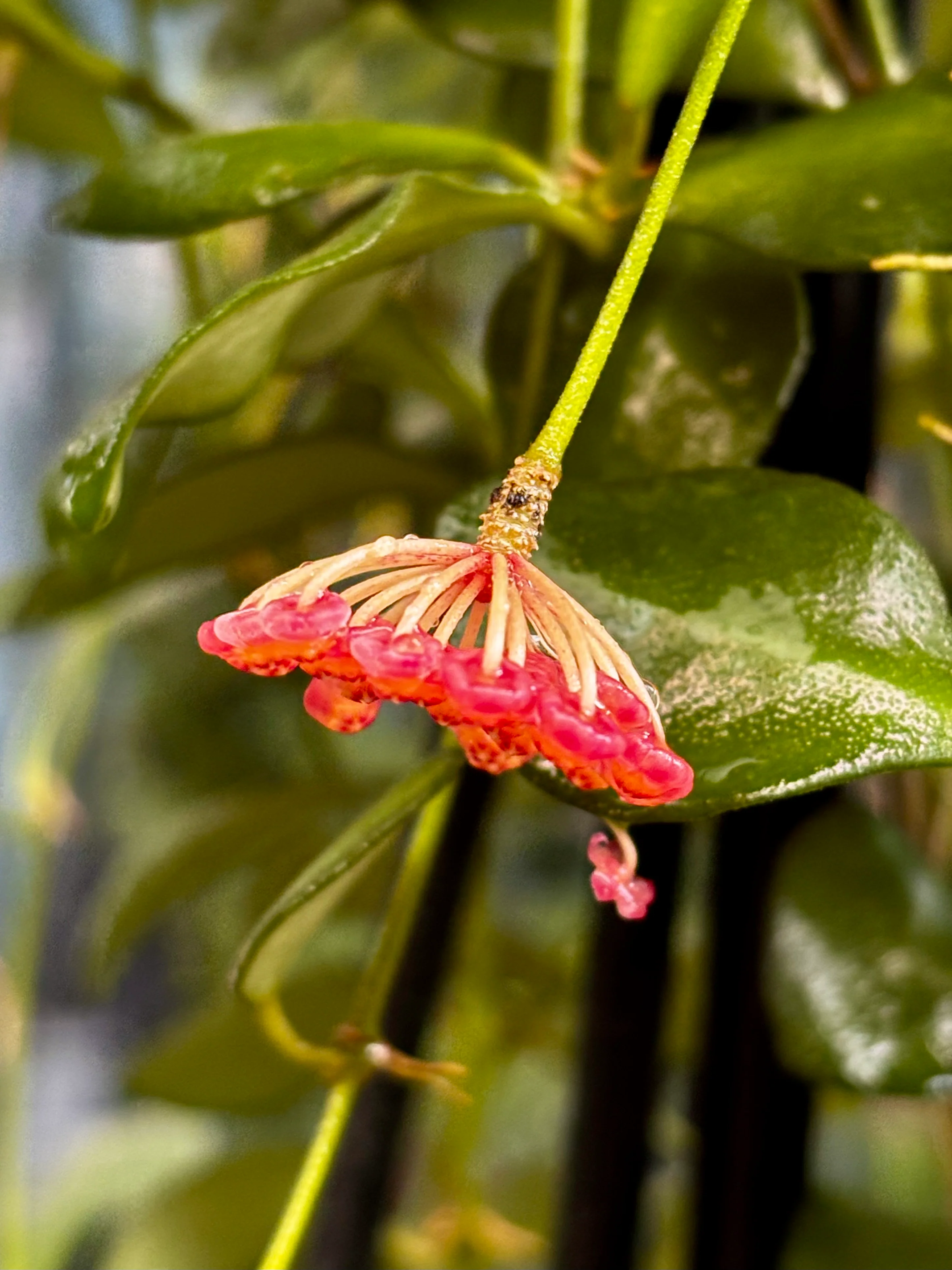 Hoya panchoi Philippines IML 0260 H137 - Image 9